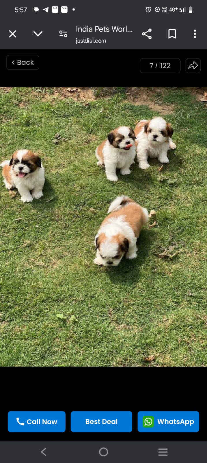 Pets World