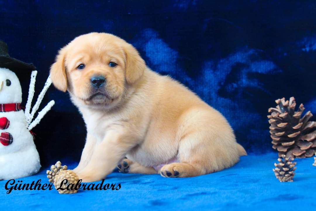 Labrador puppy