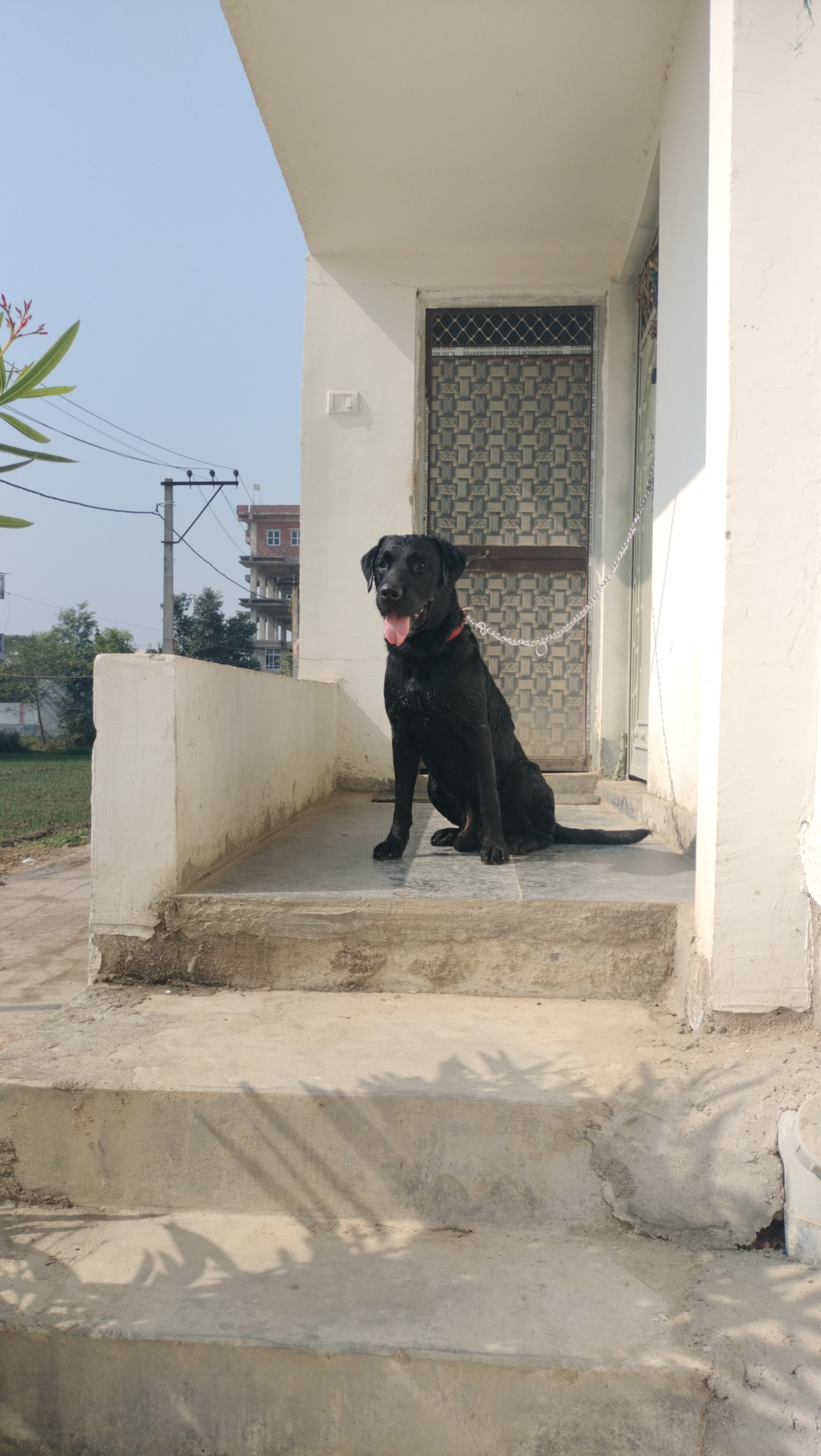 Labrador