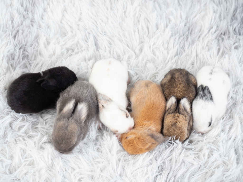 rabbit
