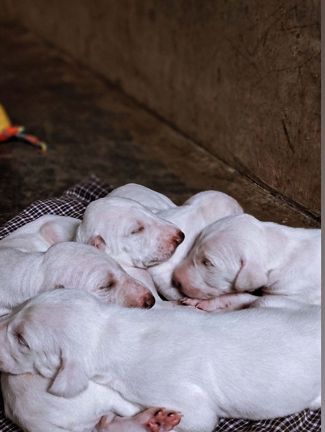 Mudhol Puppies