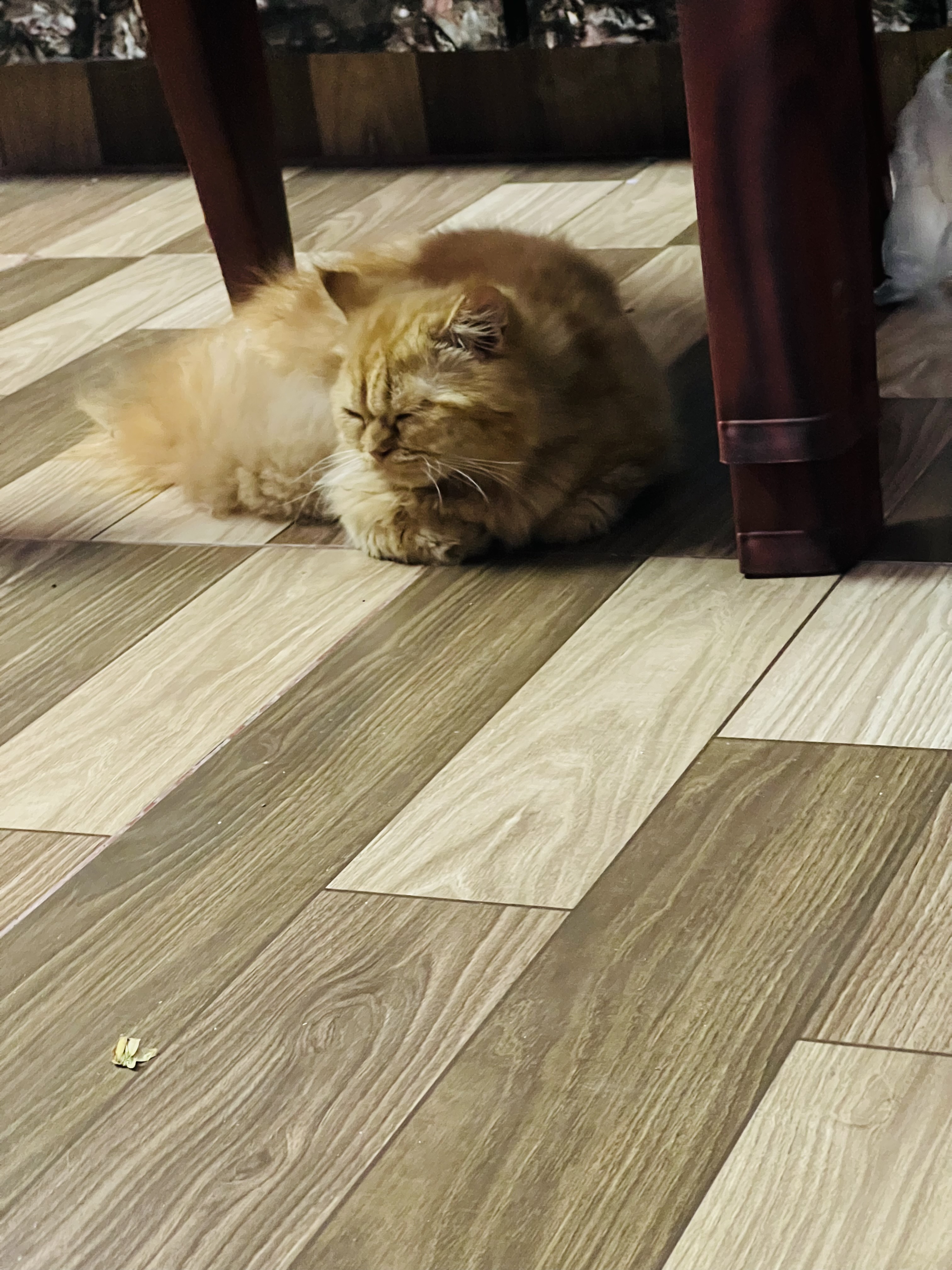 Persian kittens