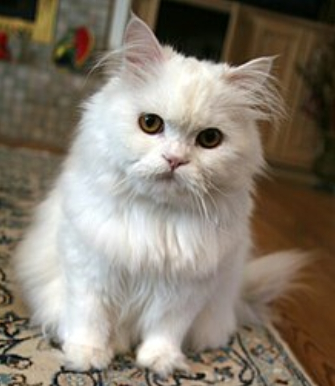 Cats Persian female male
