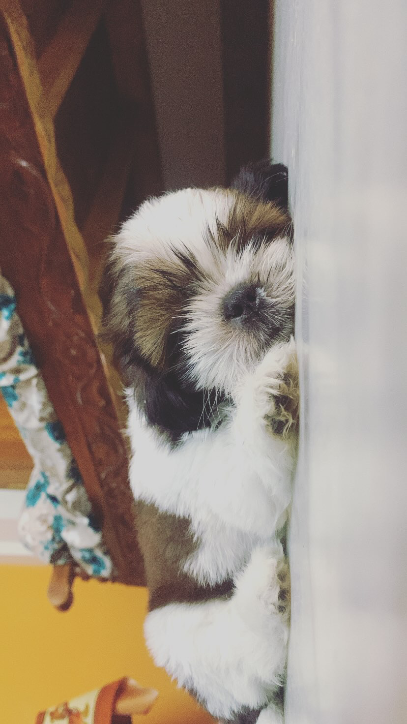 Shitzu puppies