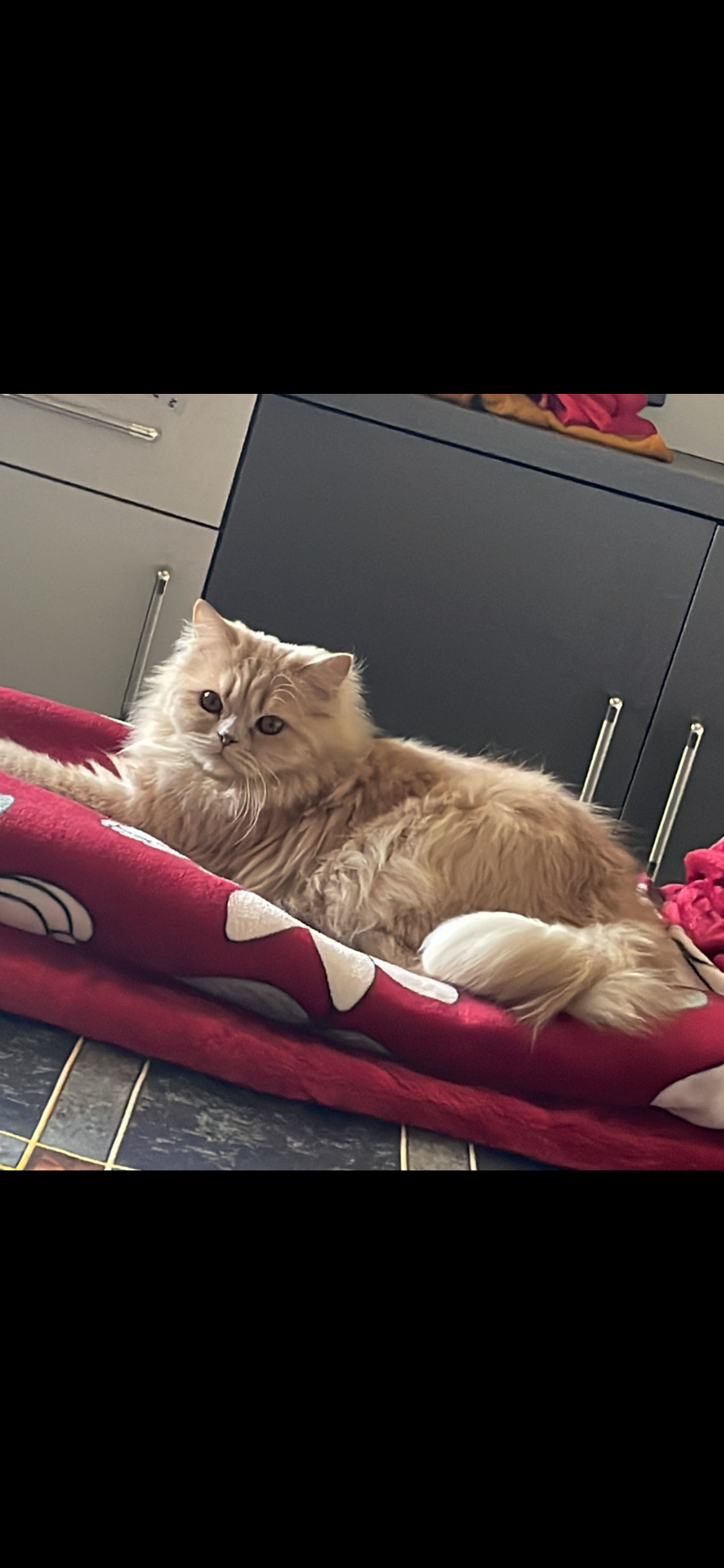 Persian Cat