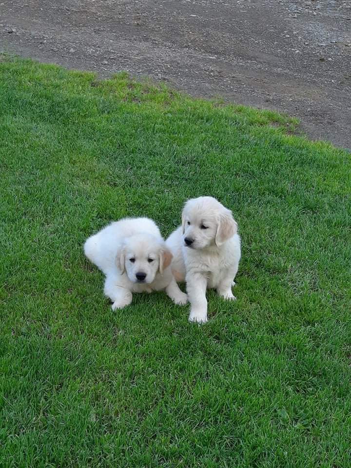 Labrador puppy