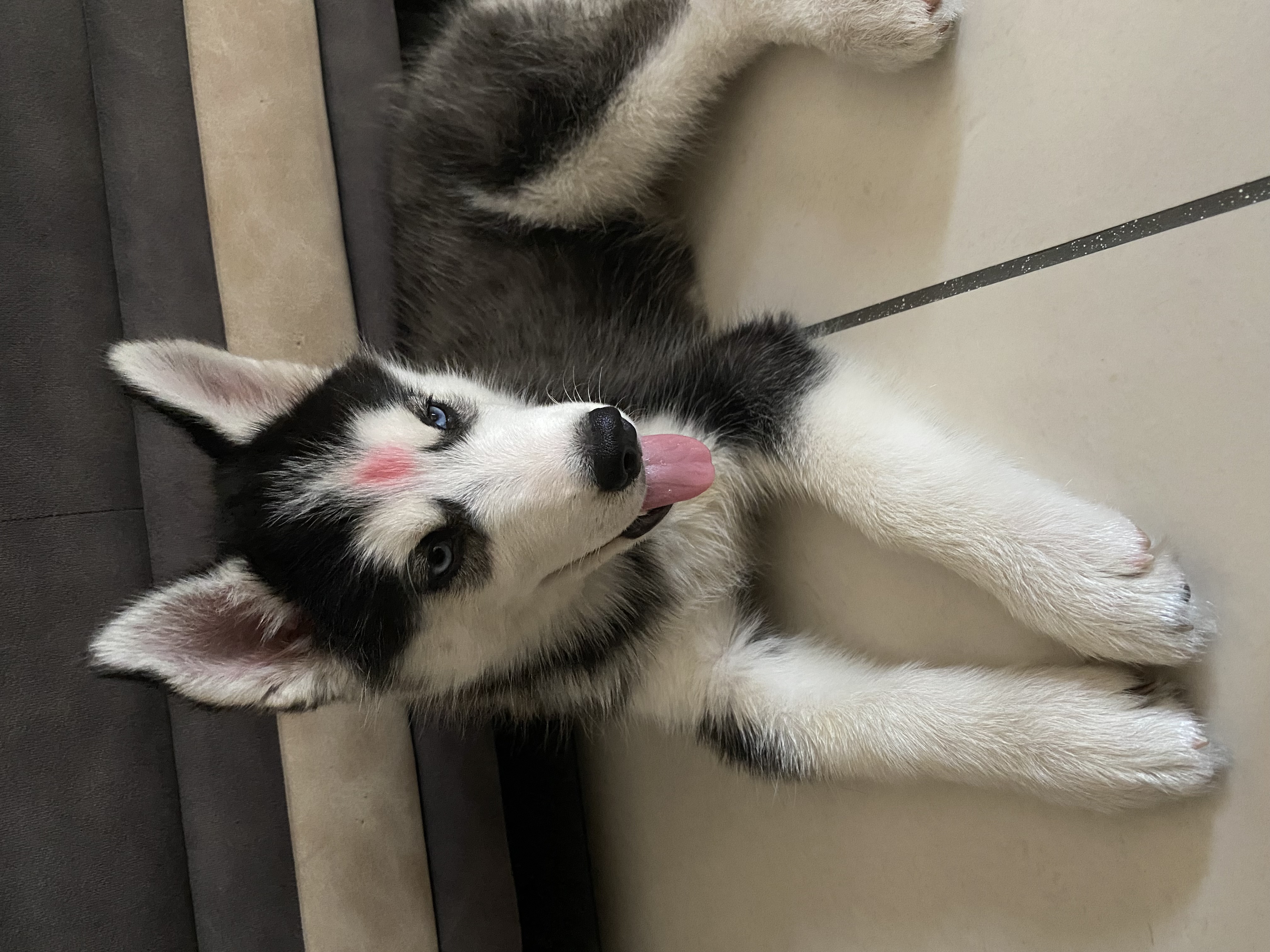Siberian huskey