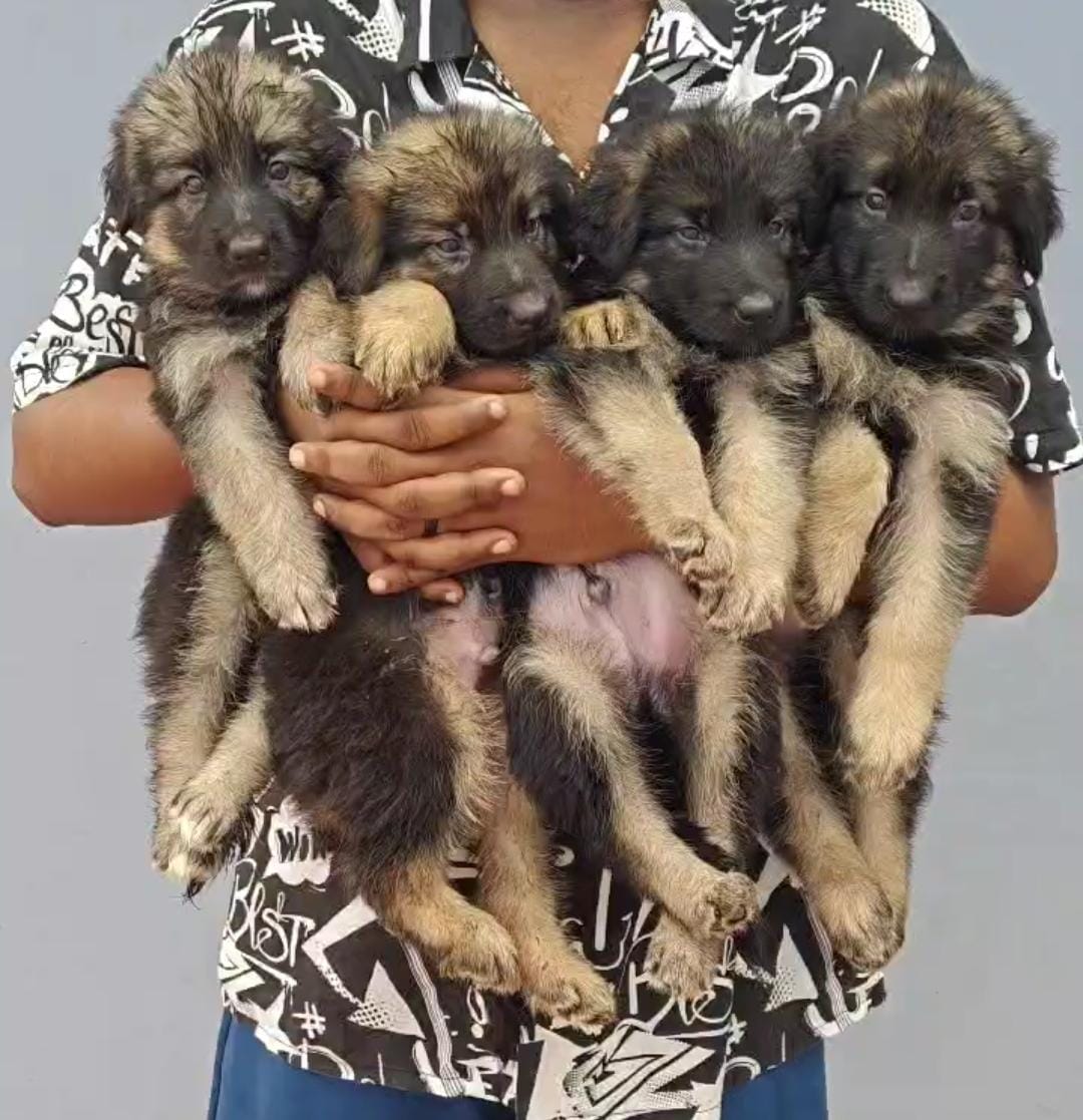 German shepherd