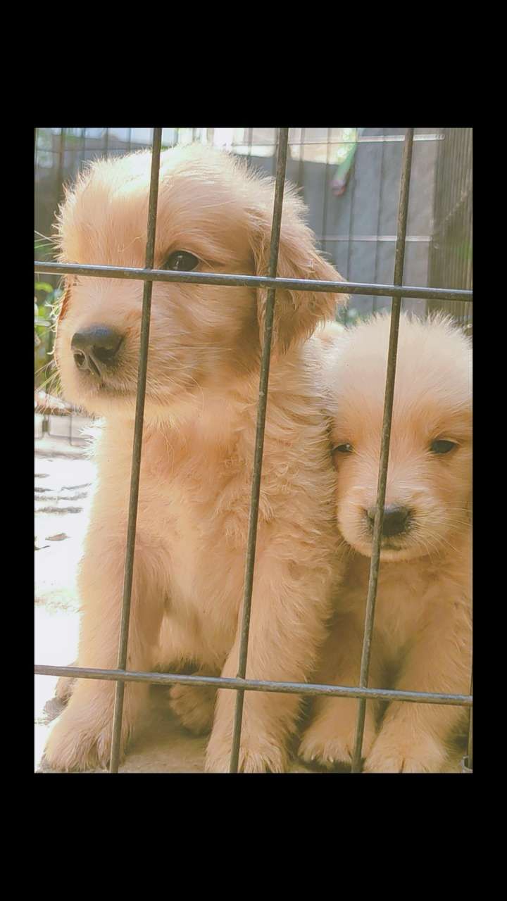 Golden retriever