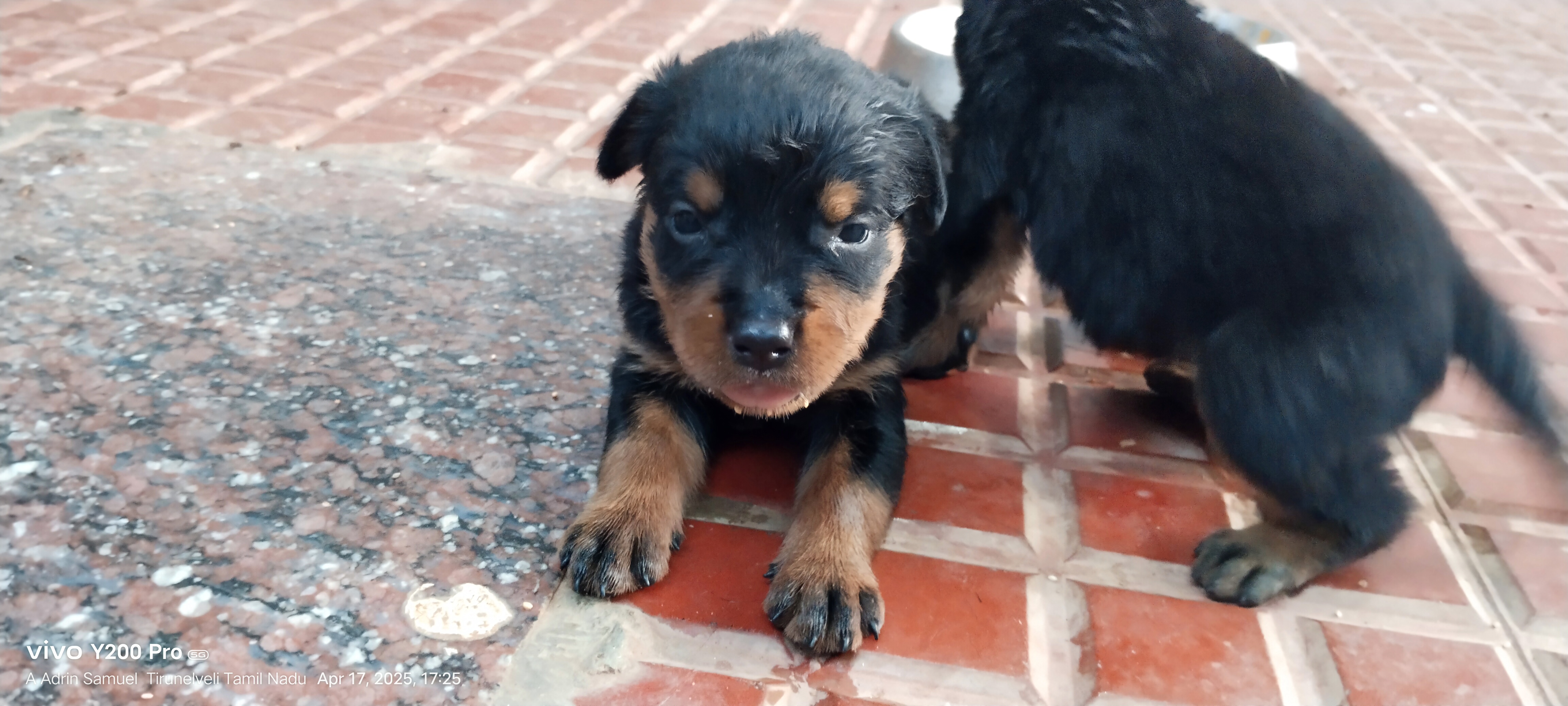 Rodwheiler puppies