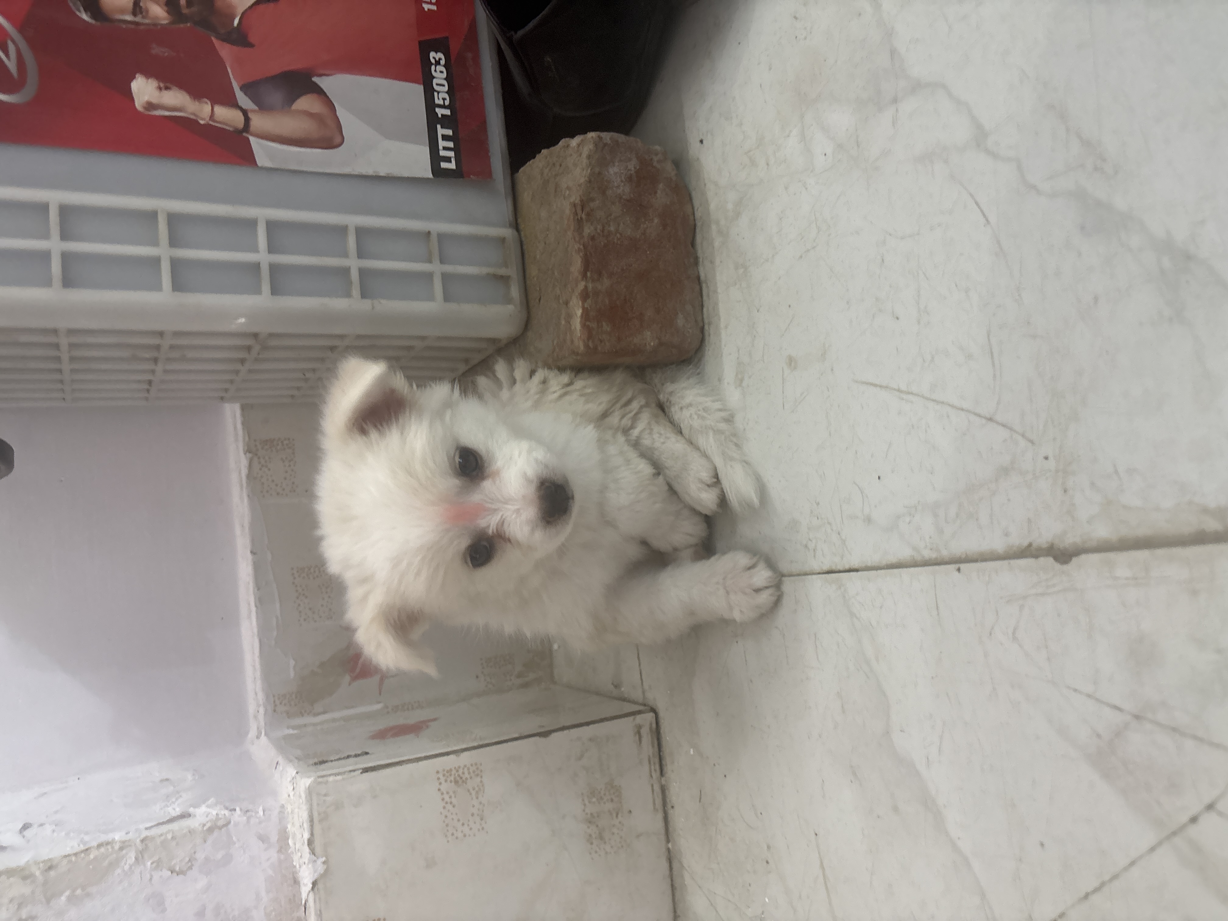 Pure Indian spitz (pomeranian ) female