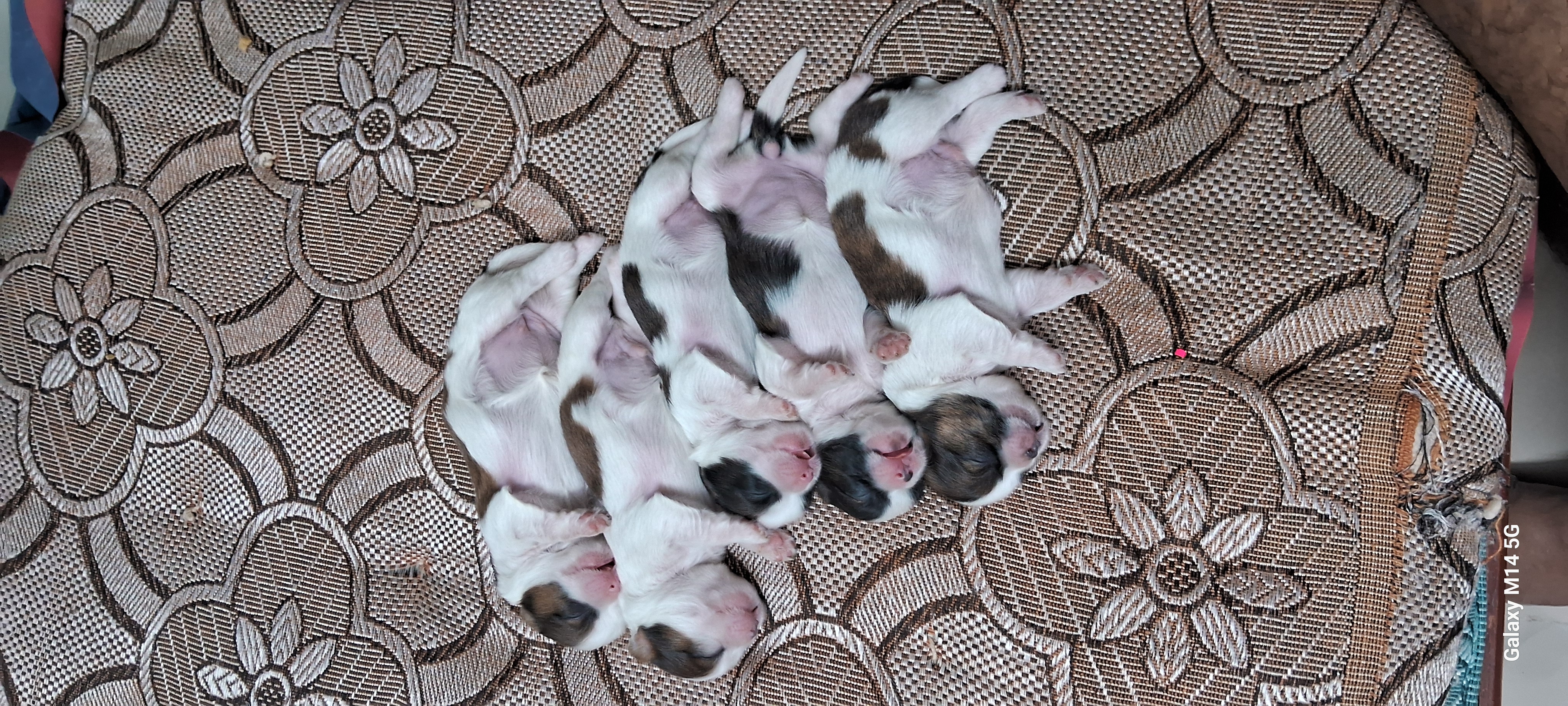 Shih tzu