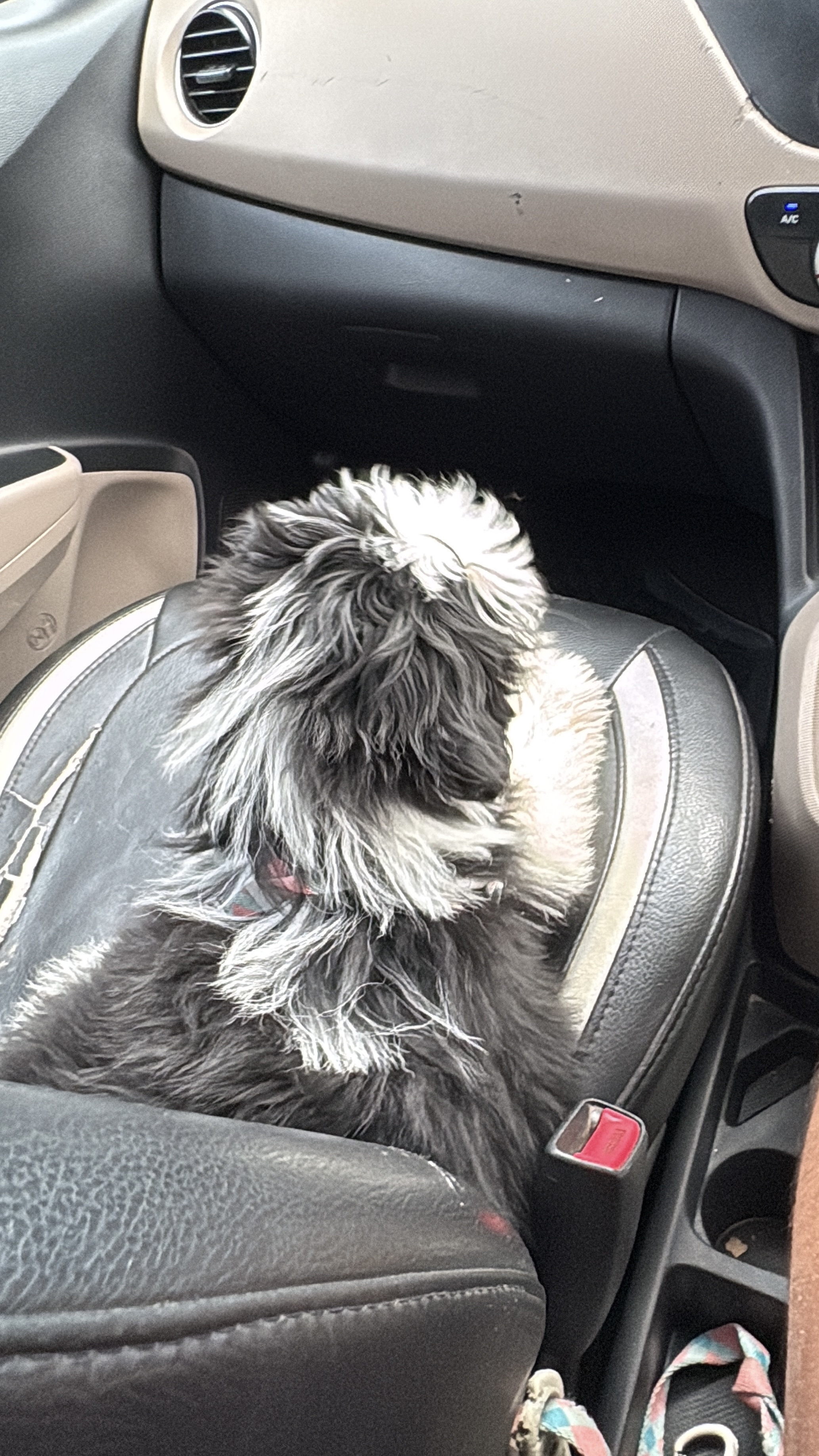 Shih tzu female