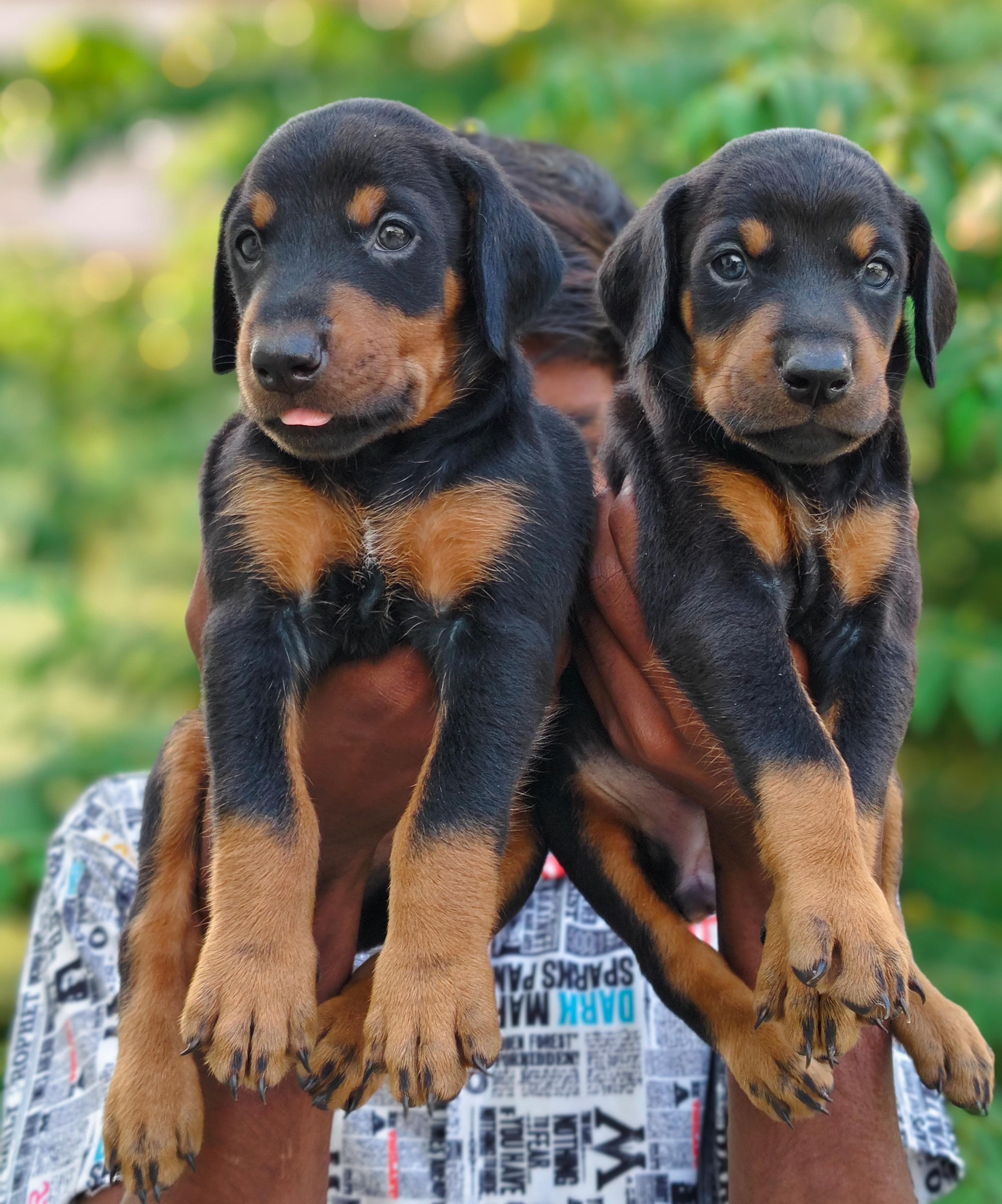 Doberman