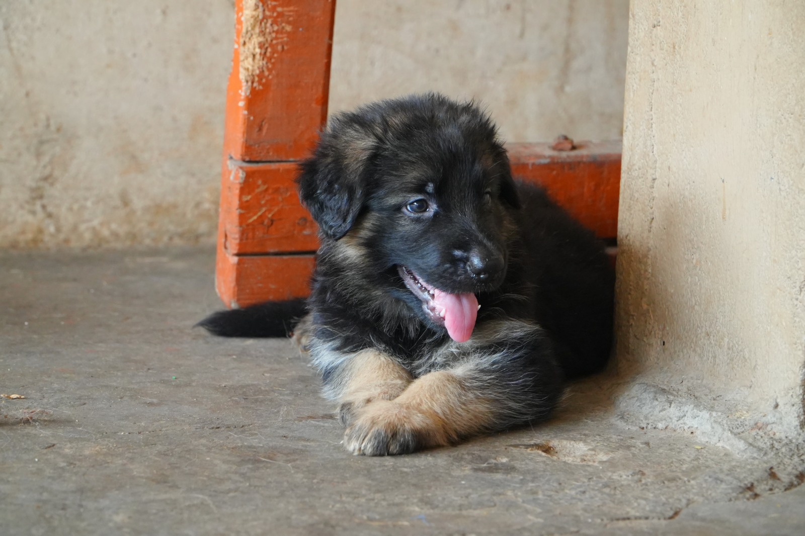 German shepherd