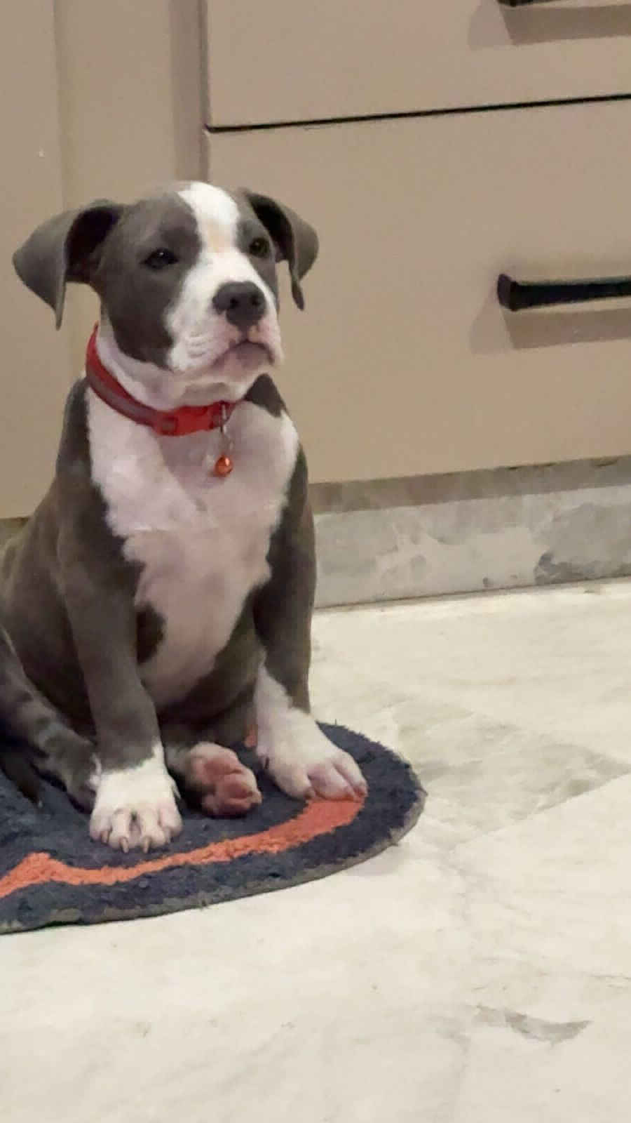 pitbull black