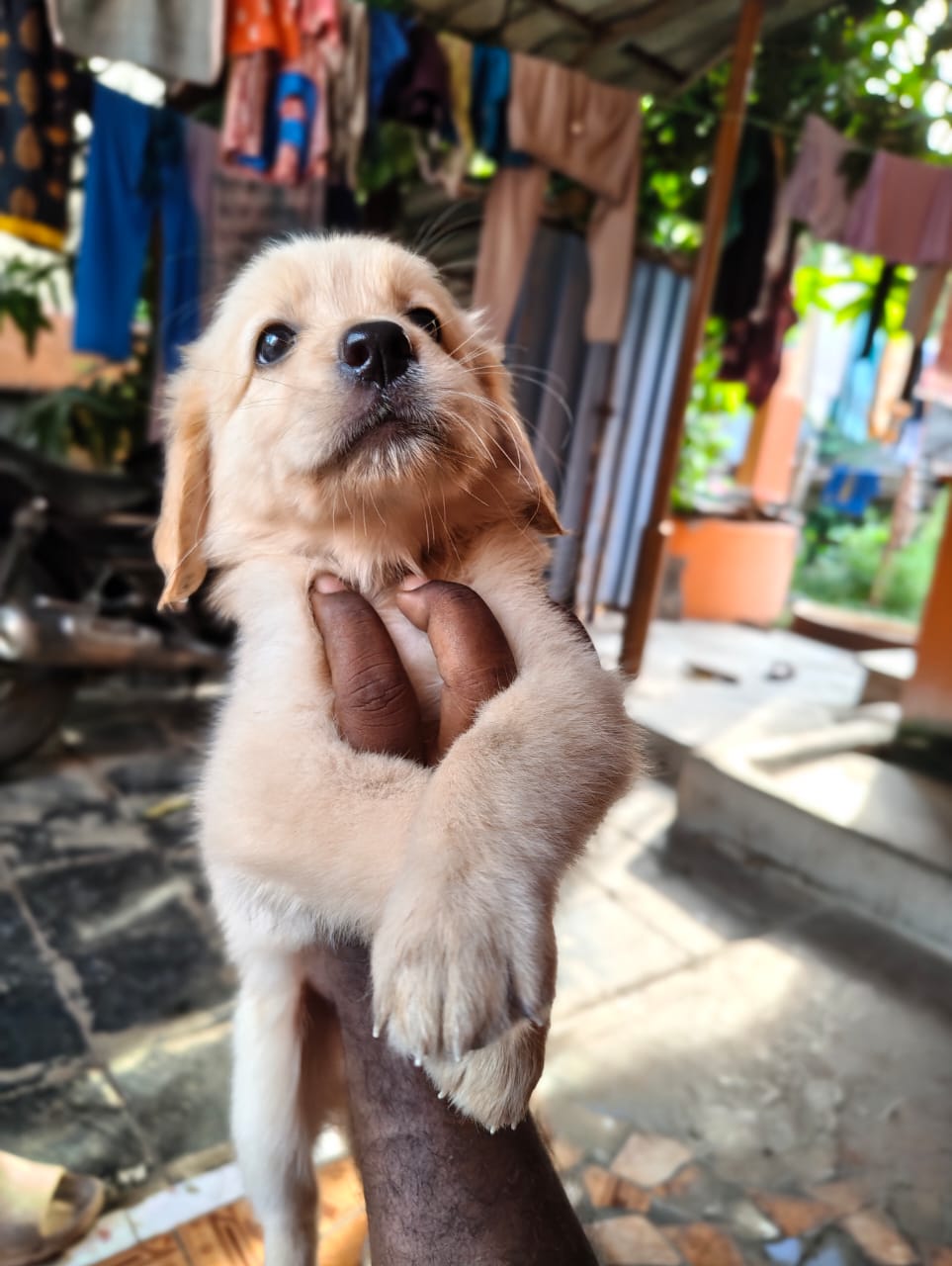 Shero Puppies