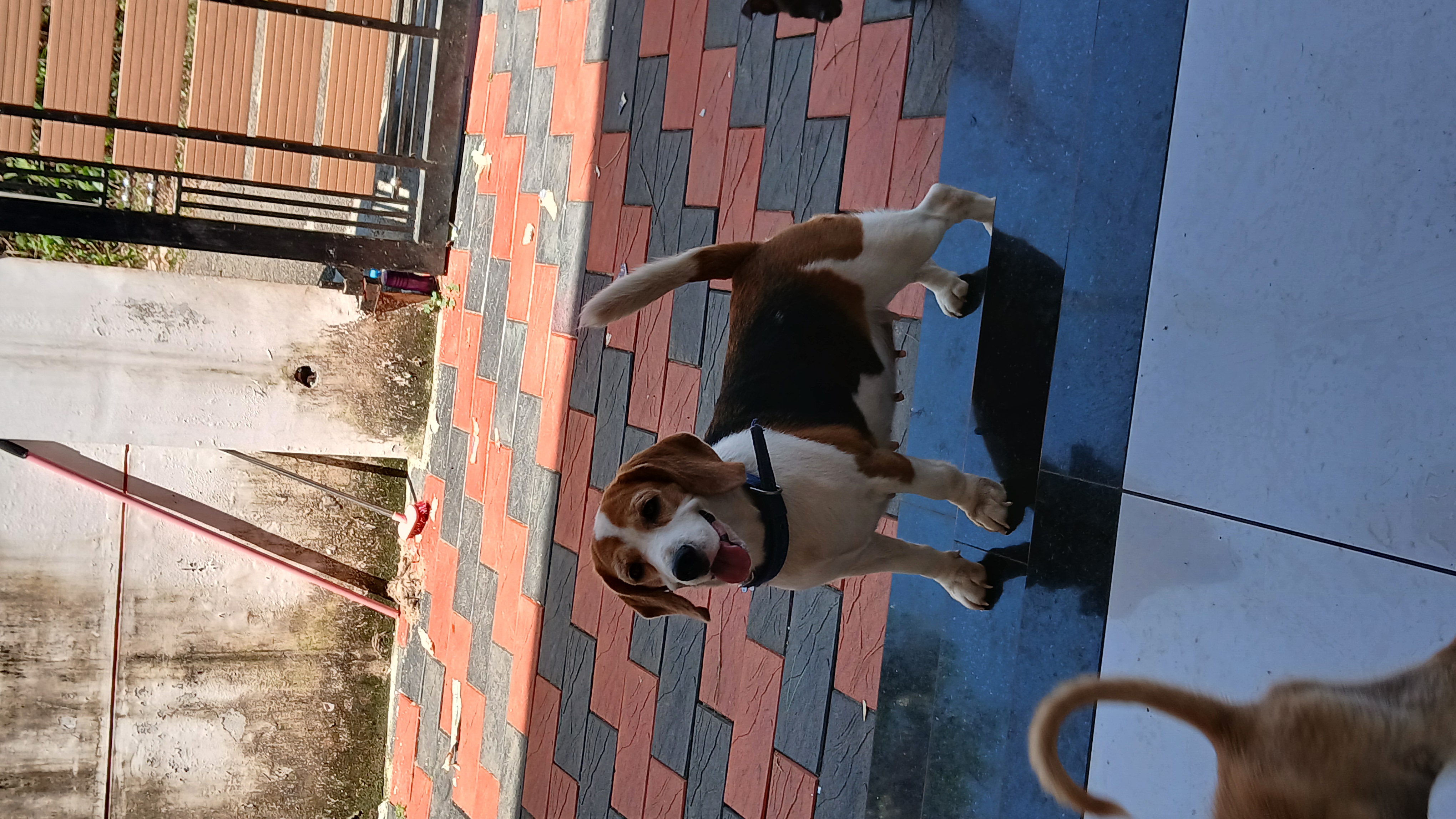 Beagle