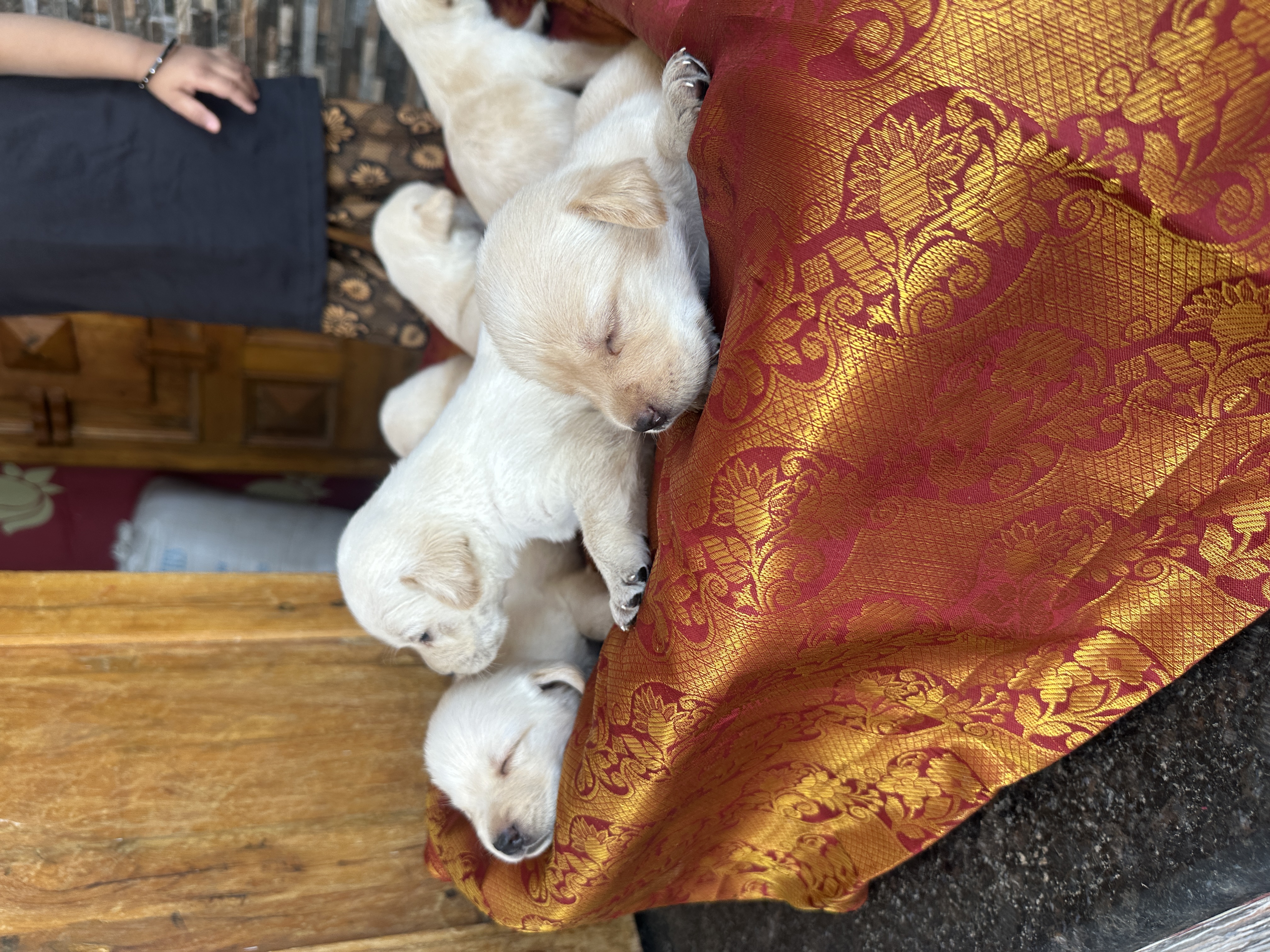 Labrador puppies