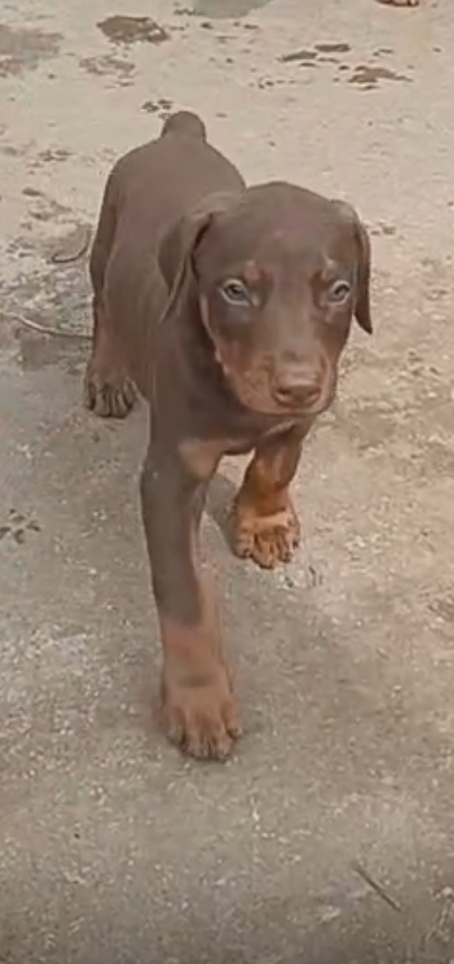 Doberman