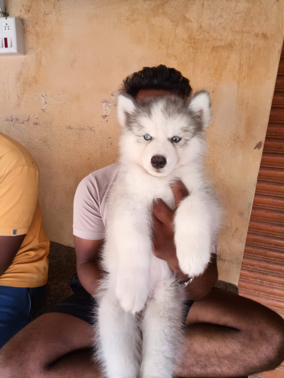 Husky