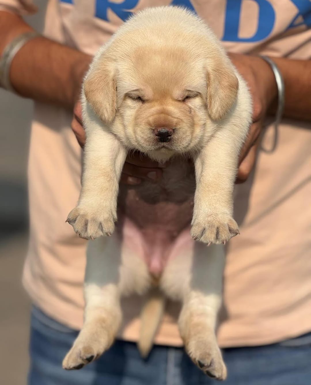Labrador puppy sale