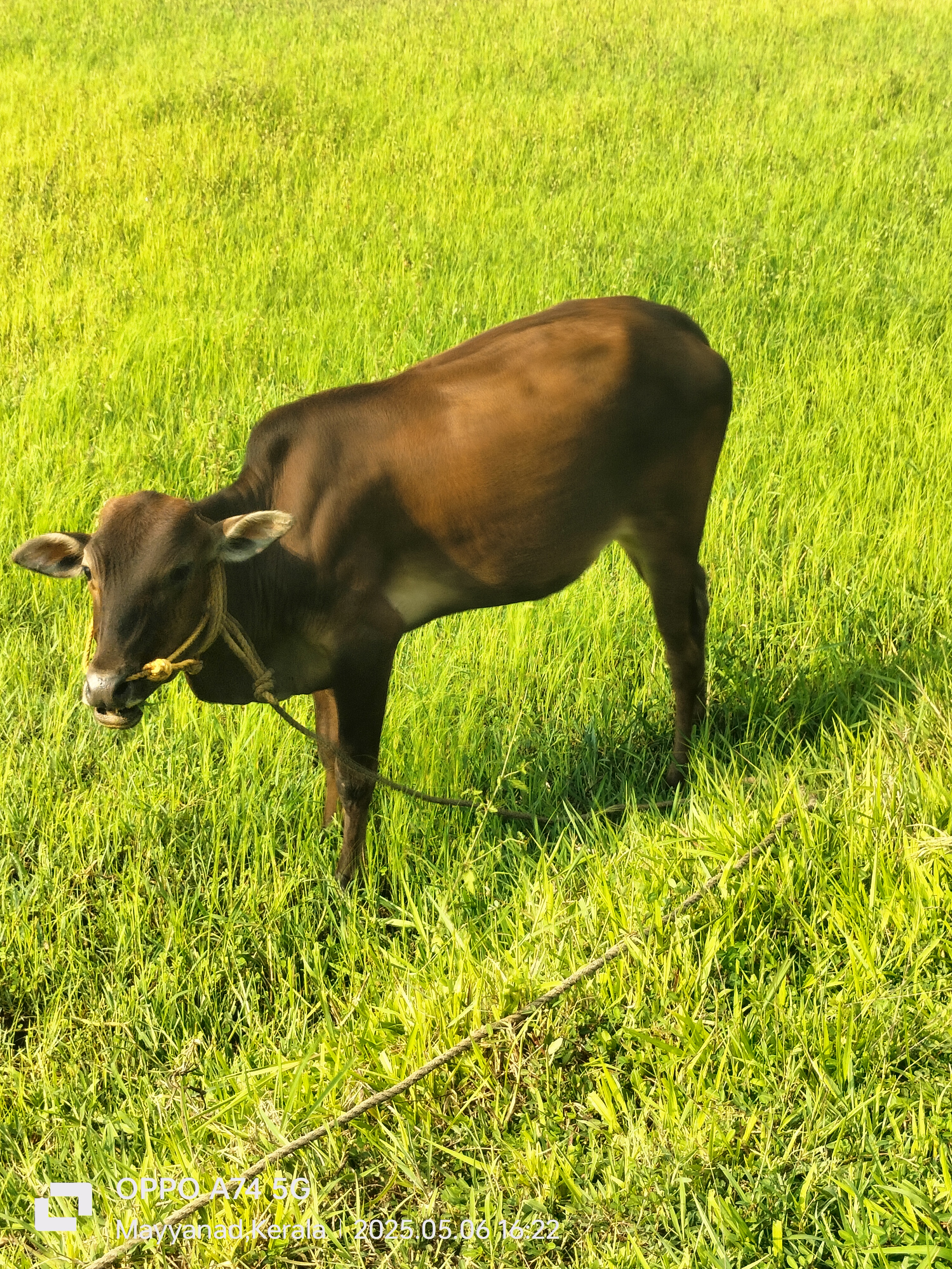 Vechur heifer