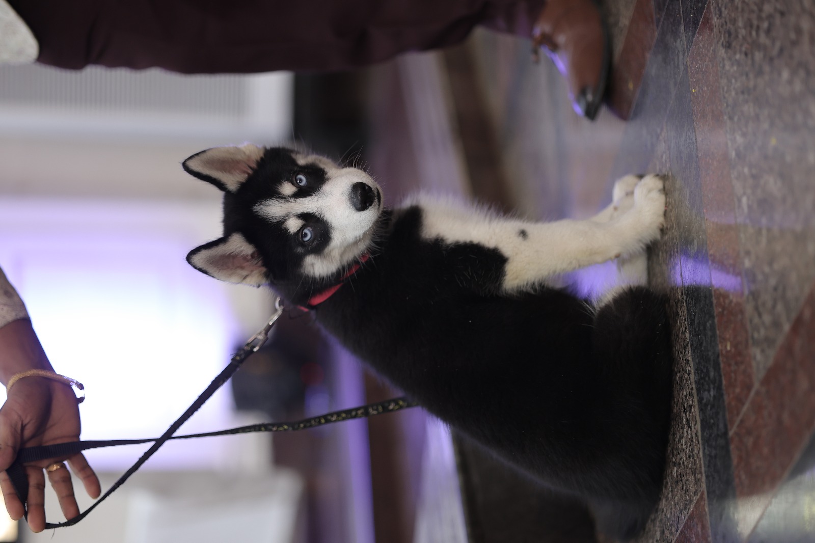 Siberian Husky