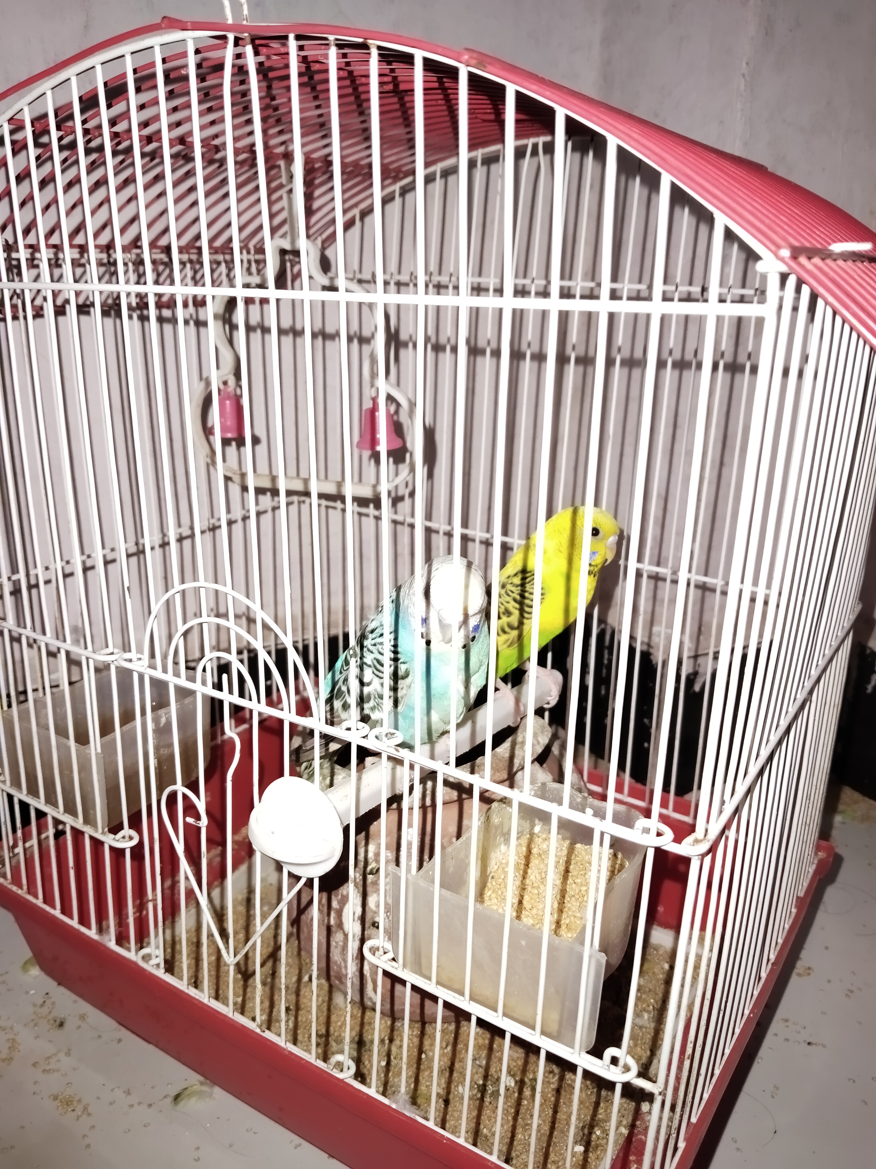 Love Birds