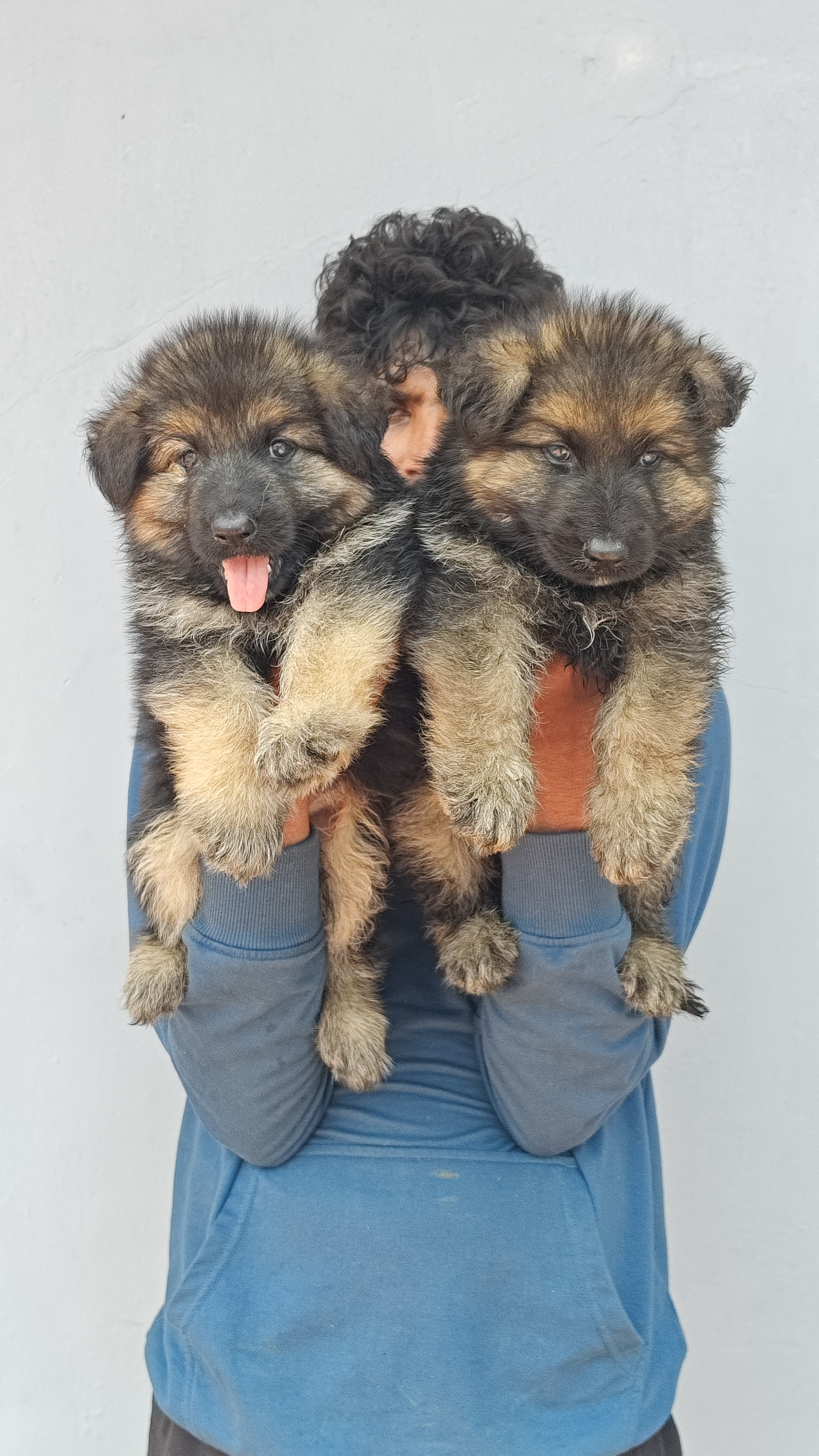 German shepherd
