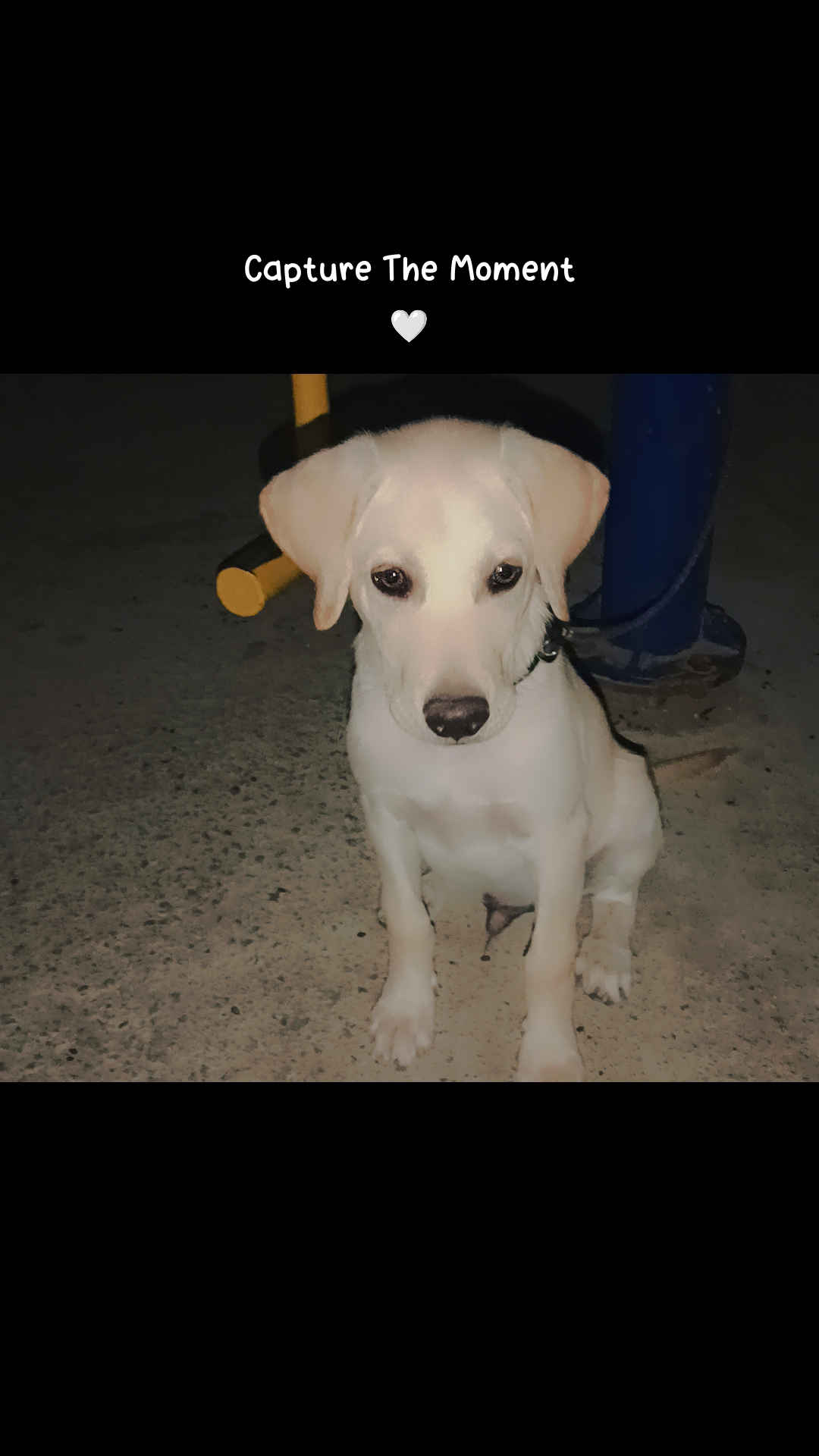 Labrador