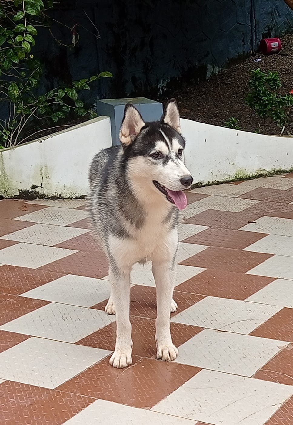 Cyberian Husky