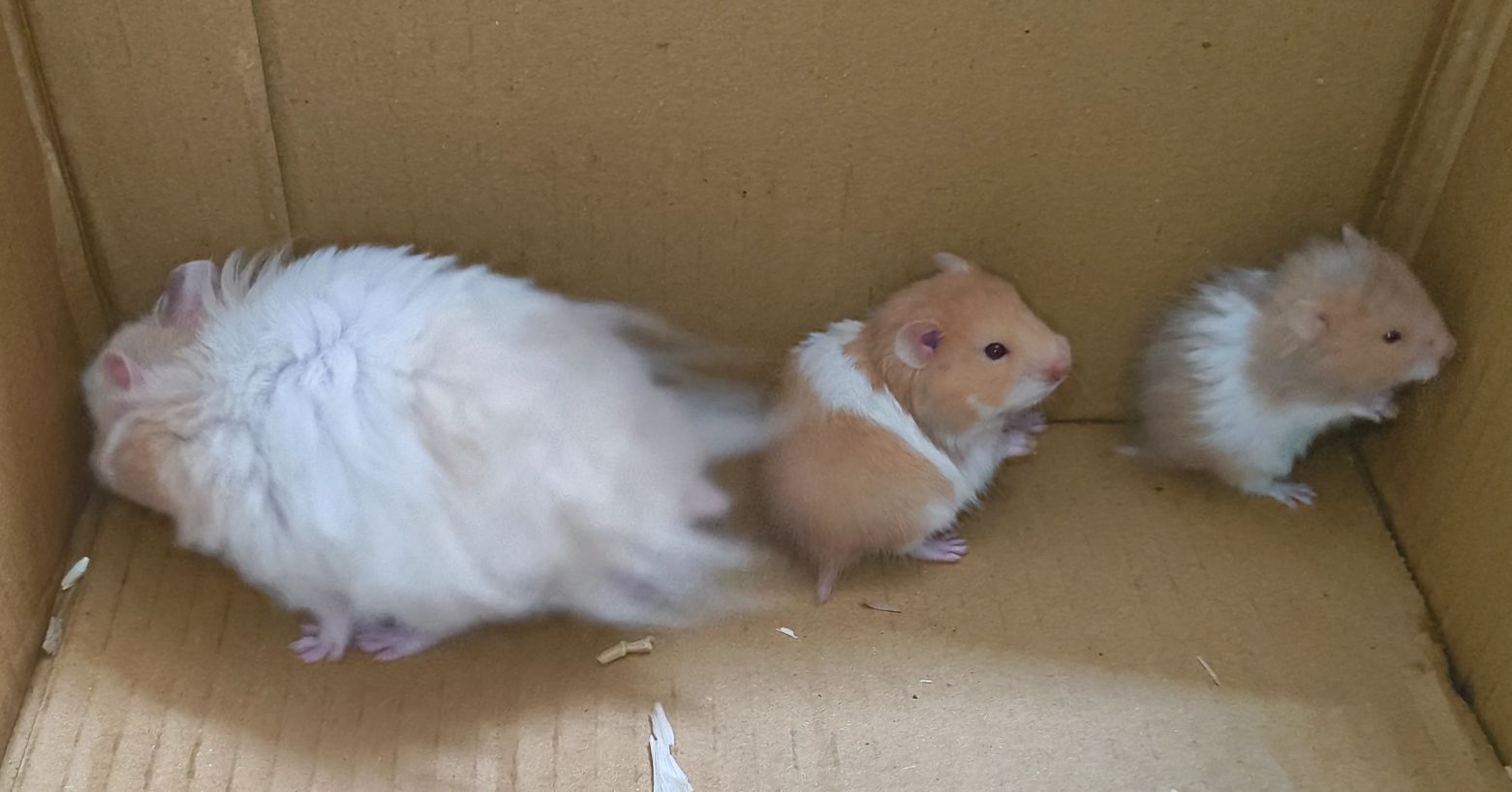 Syrian Hamster