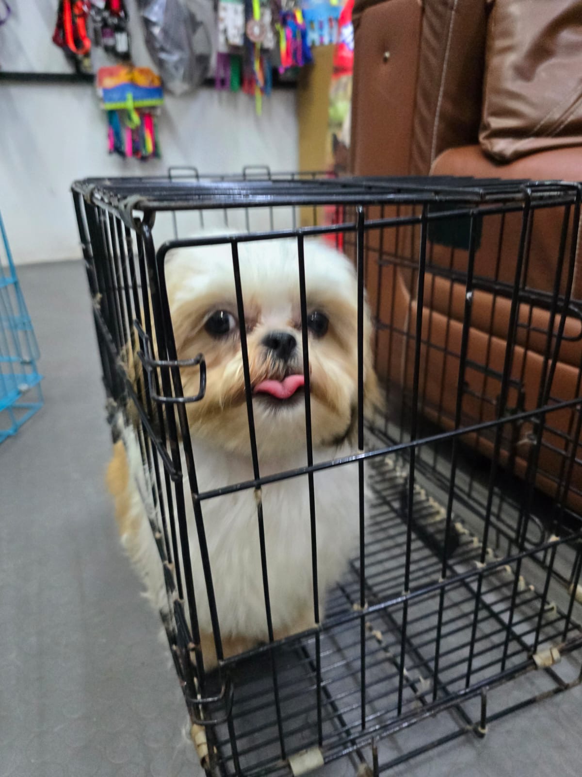 Shitzu
