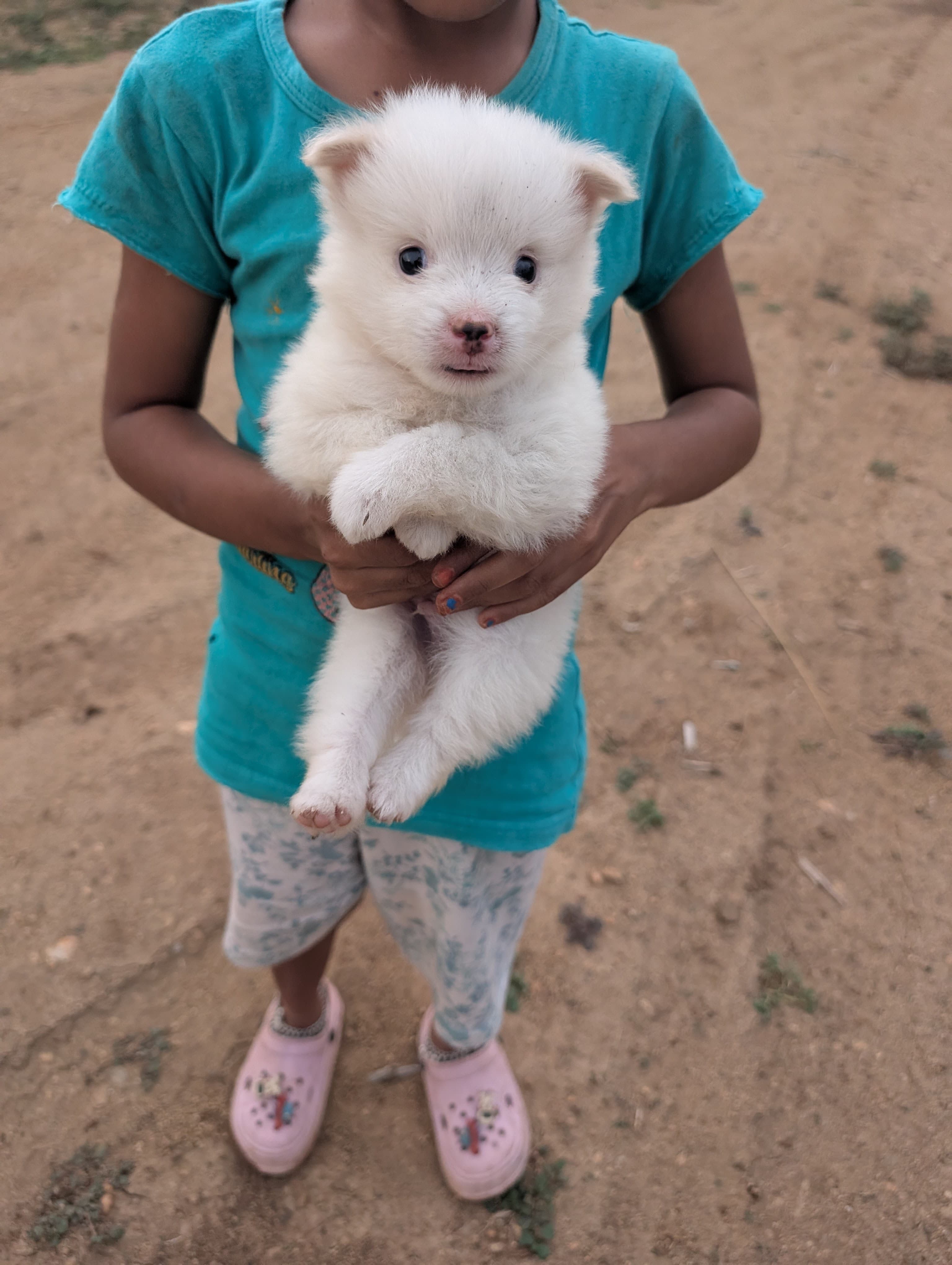 Pomeranian