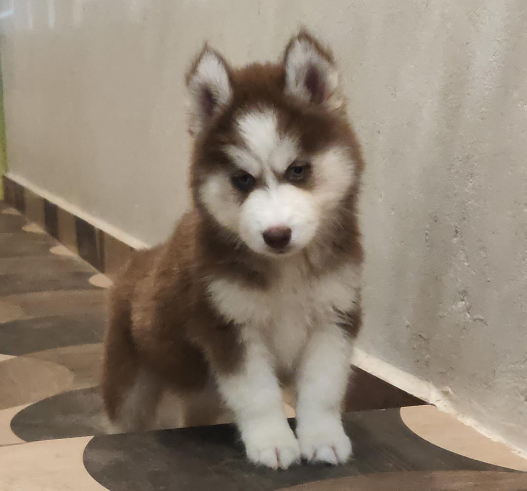 Husky