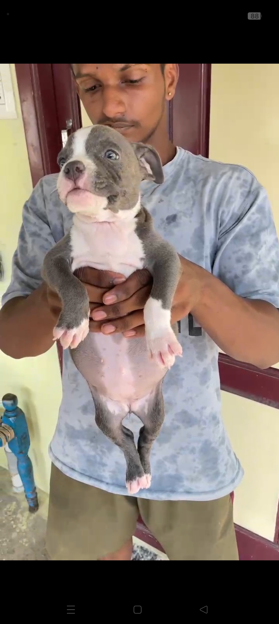 Pitbull