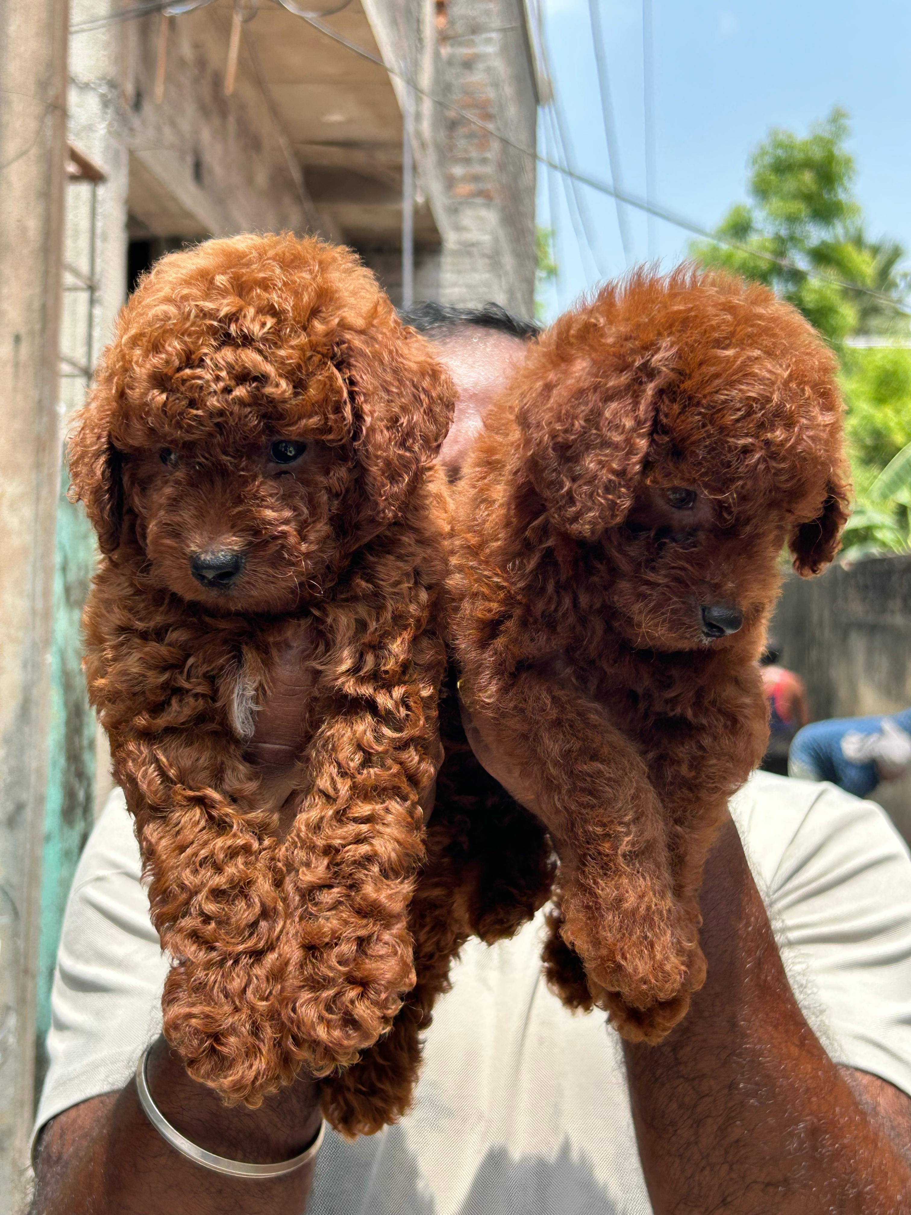 Poodle