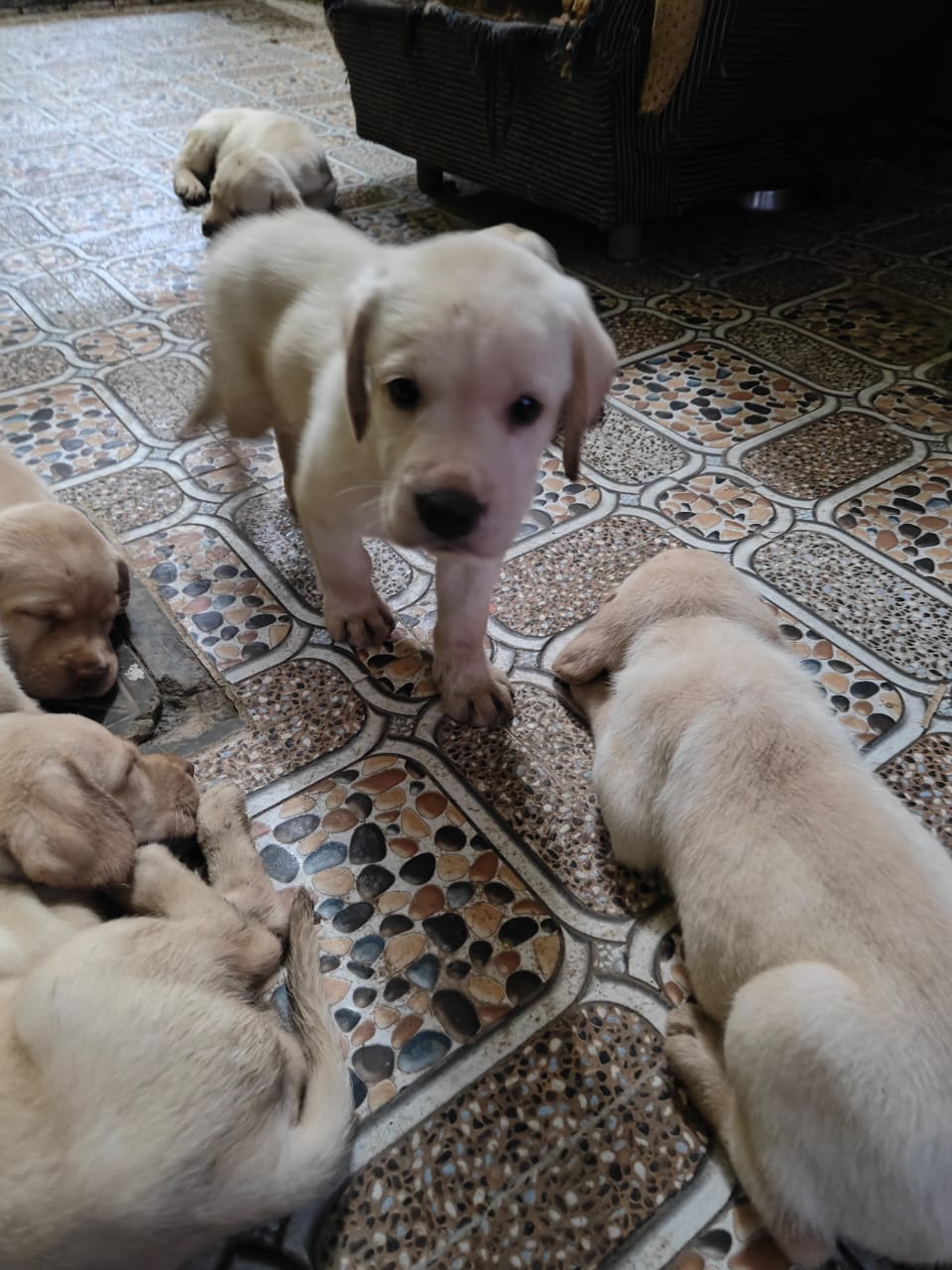 Lab