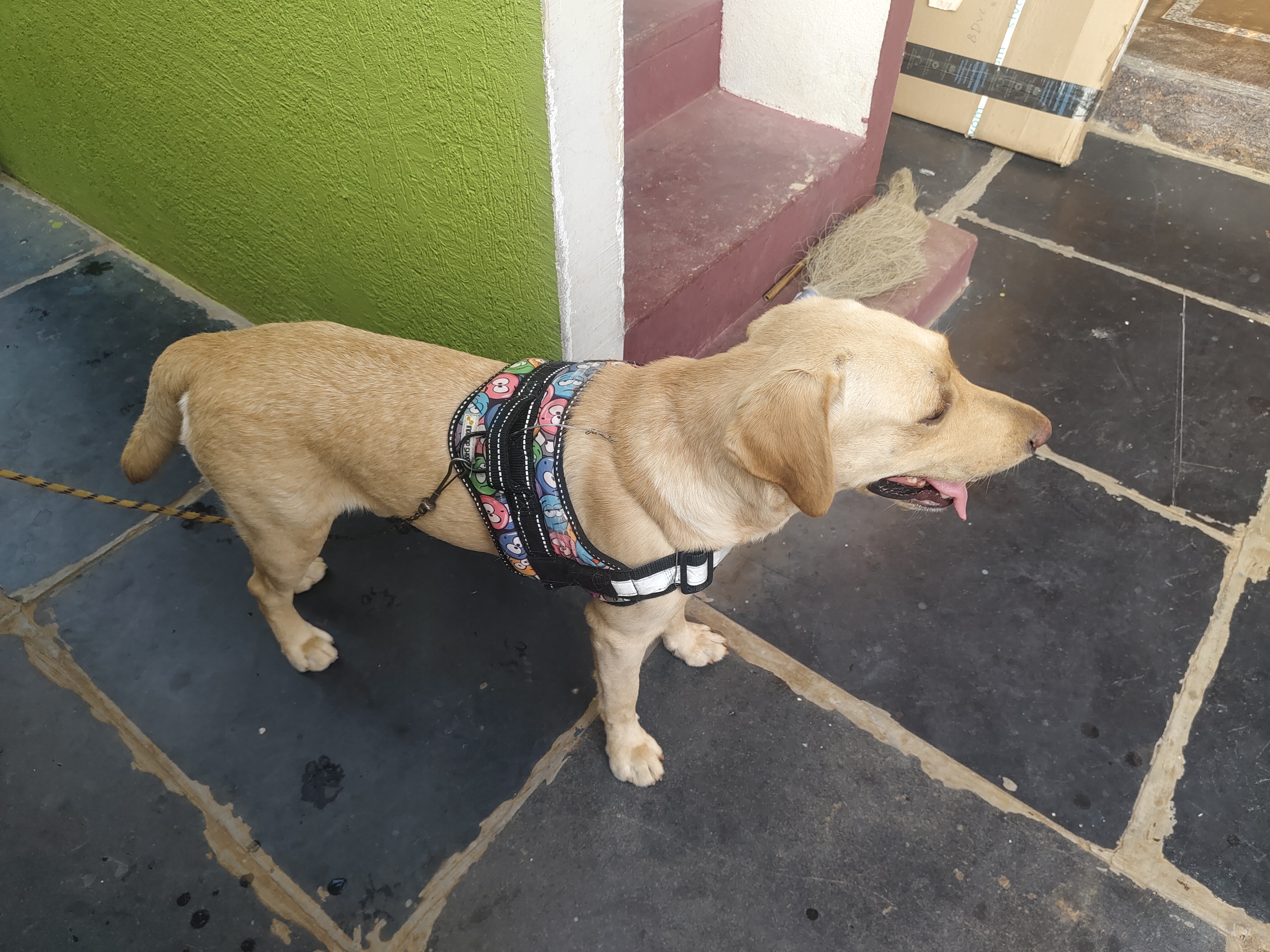 Golden Labrador