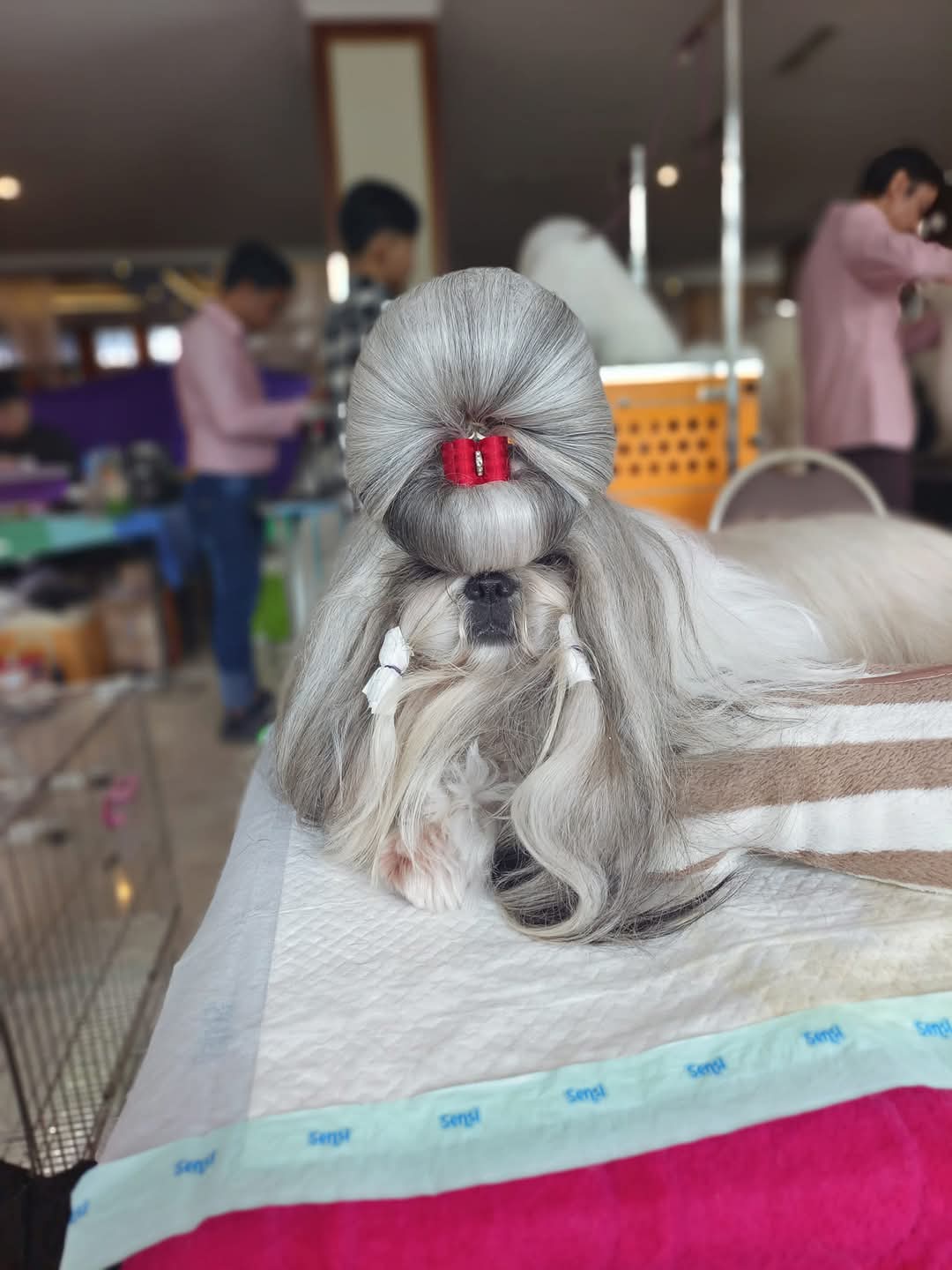 Shih Tzu puppies