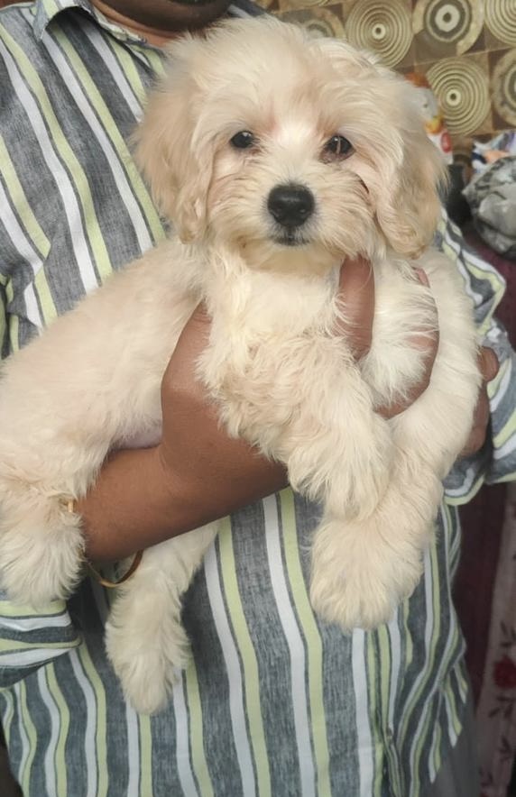 Maltipoo