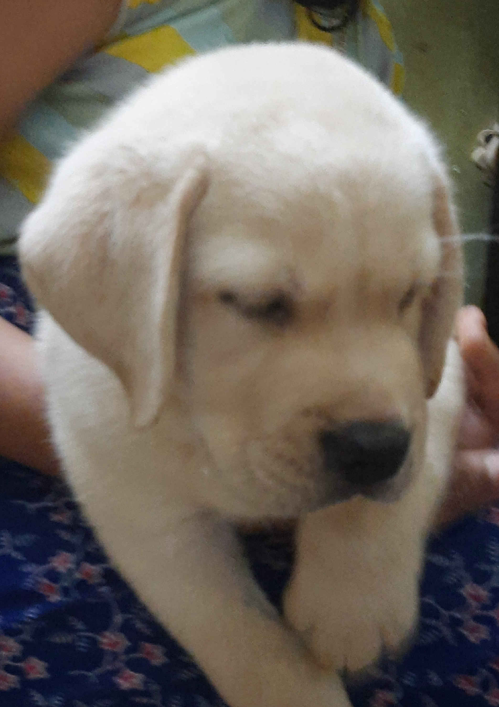 Top quality puppy