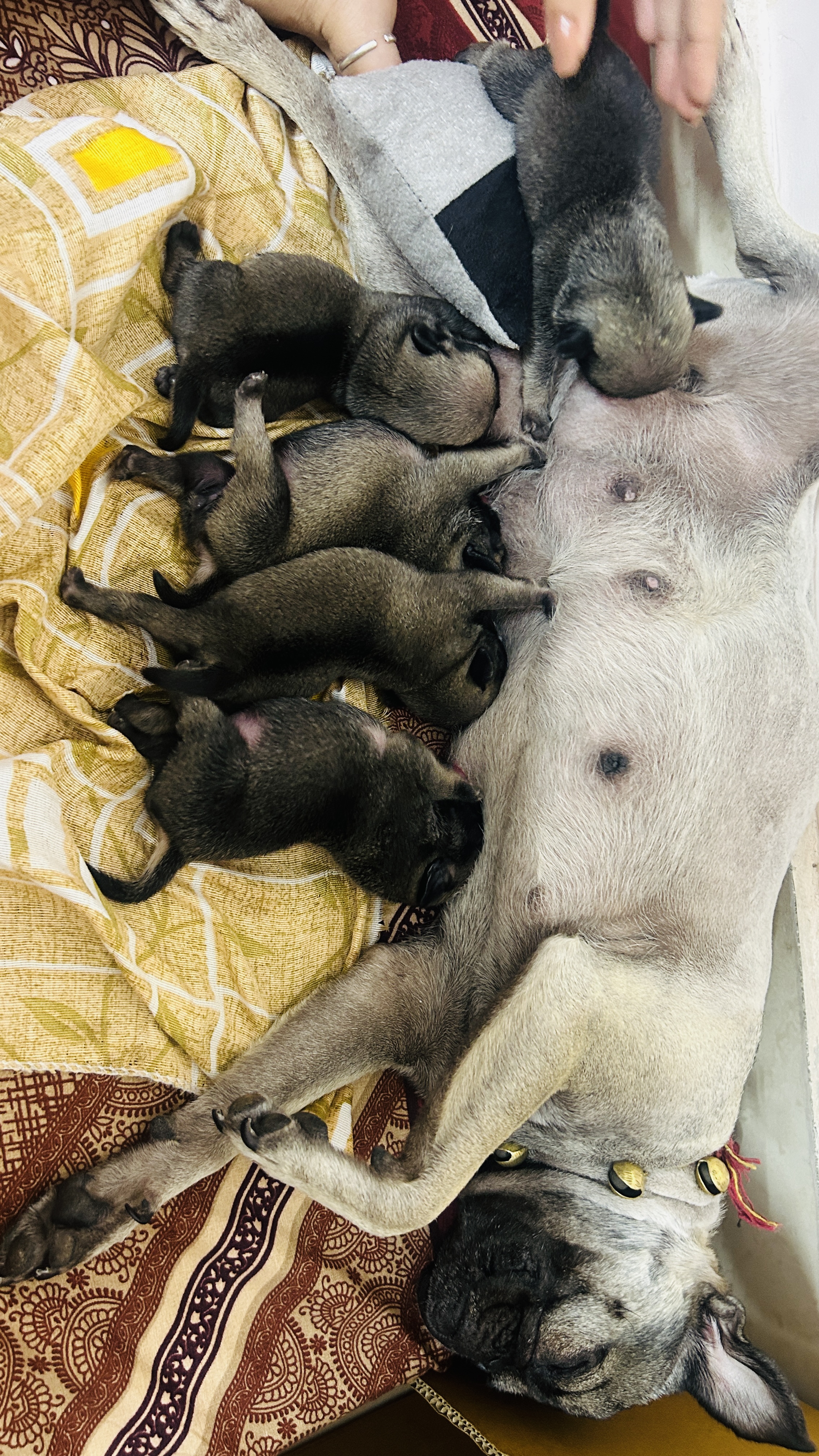 Pug