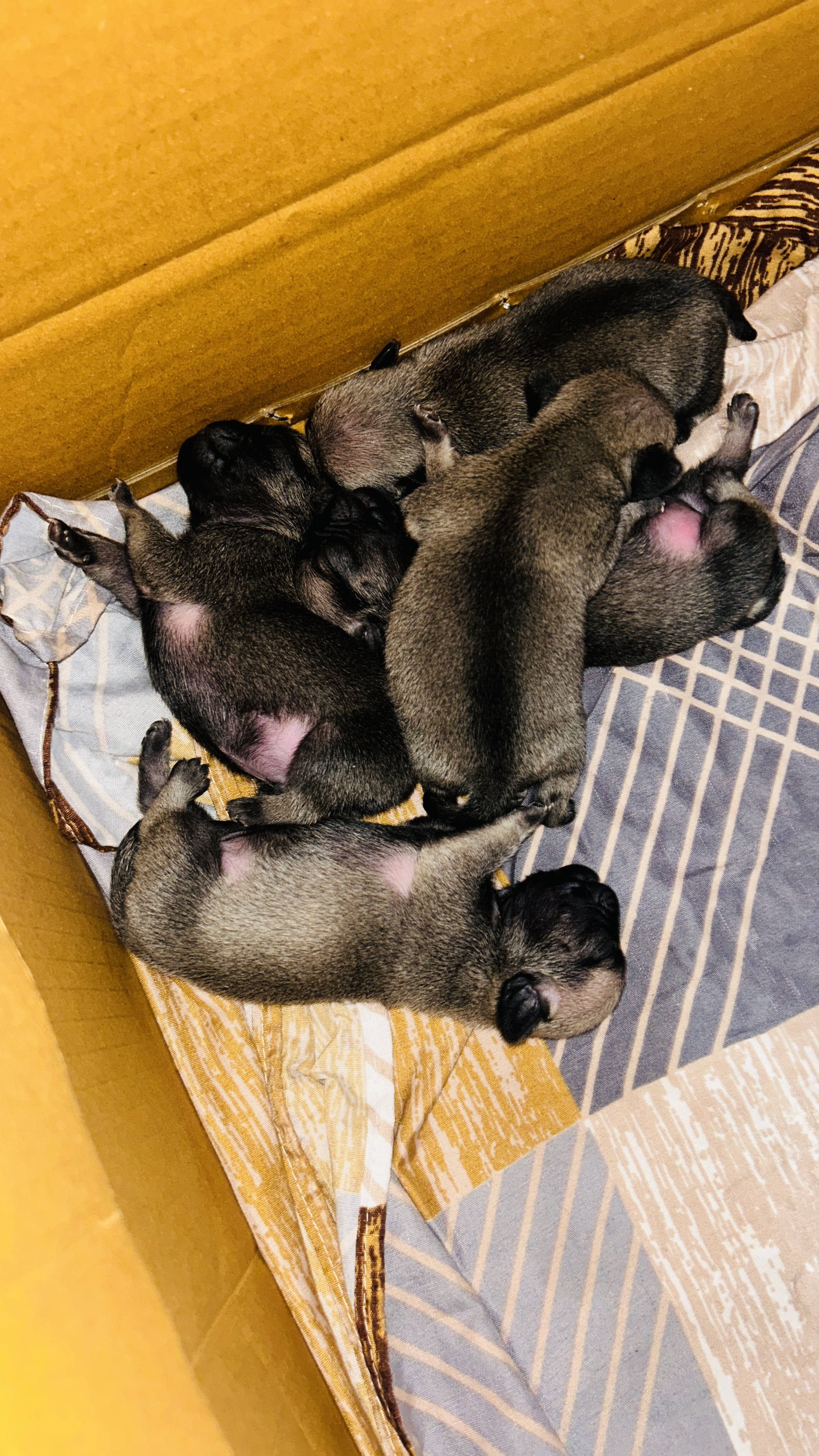Pug