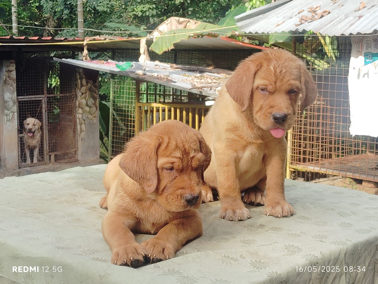 Labrador