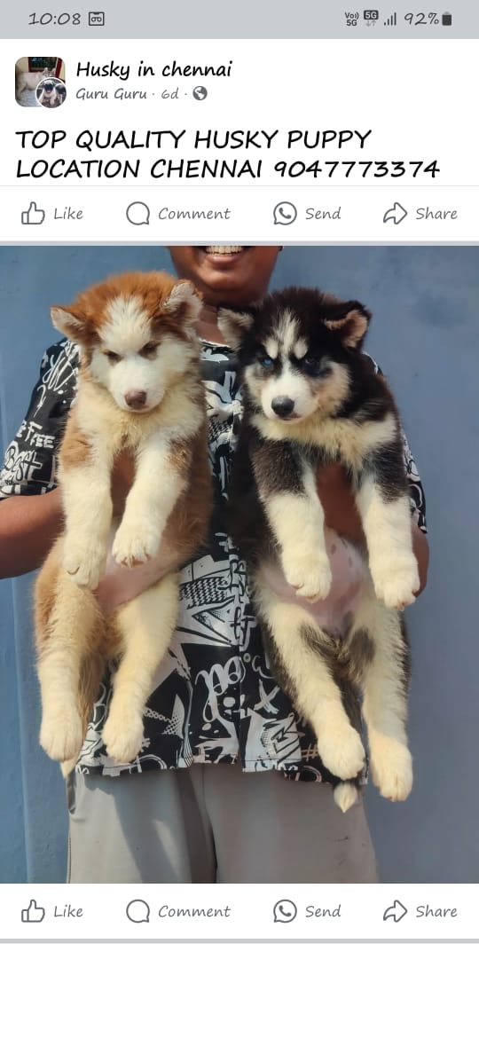 Husky