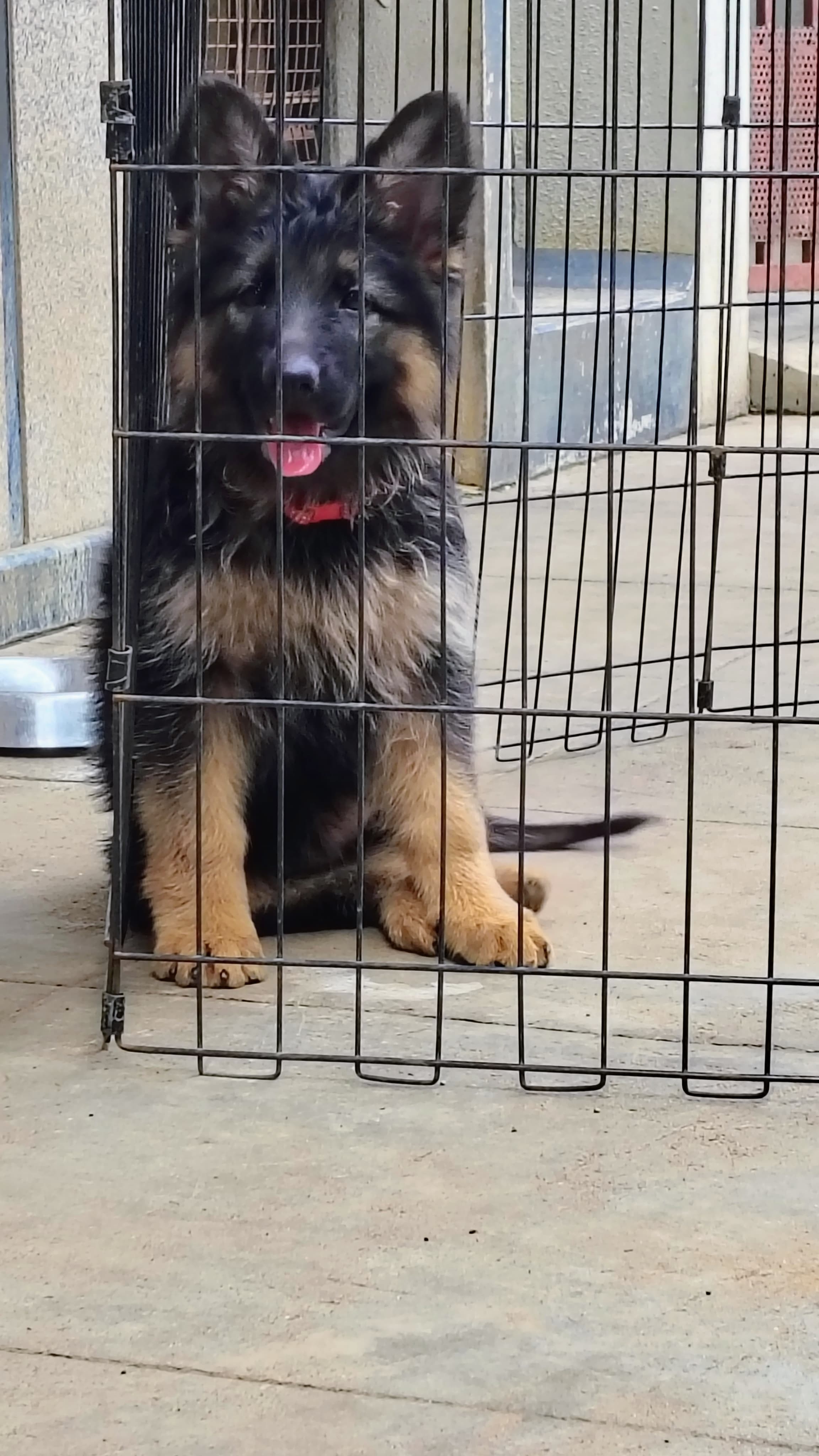 German shepherd