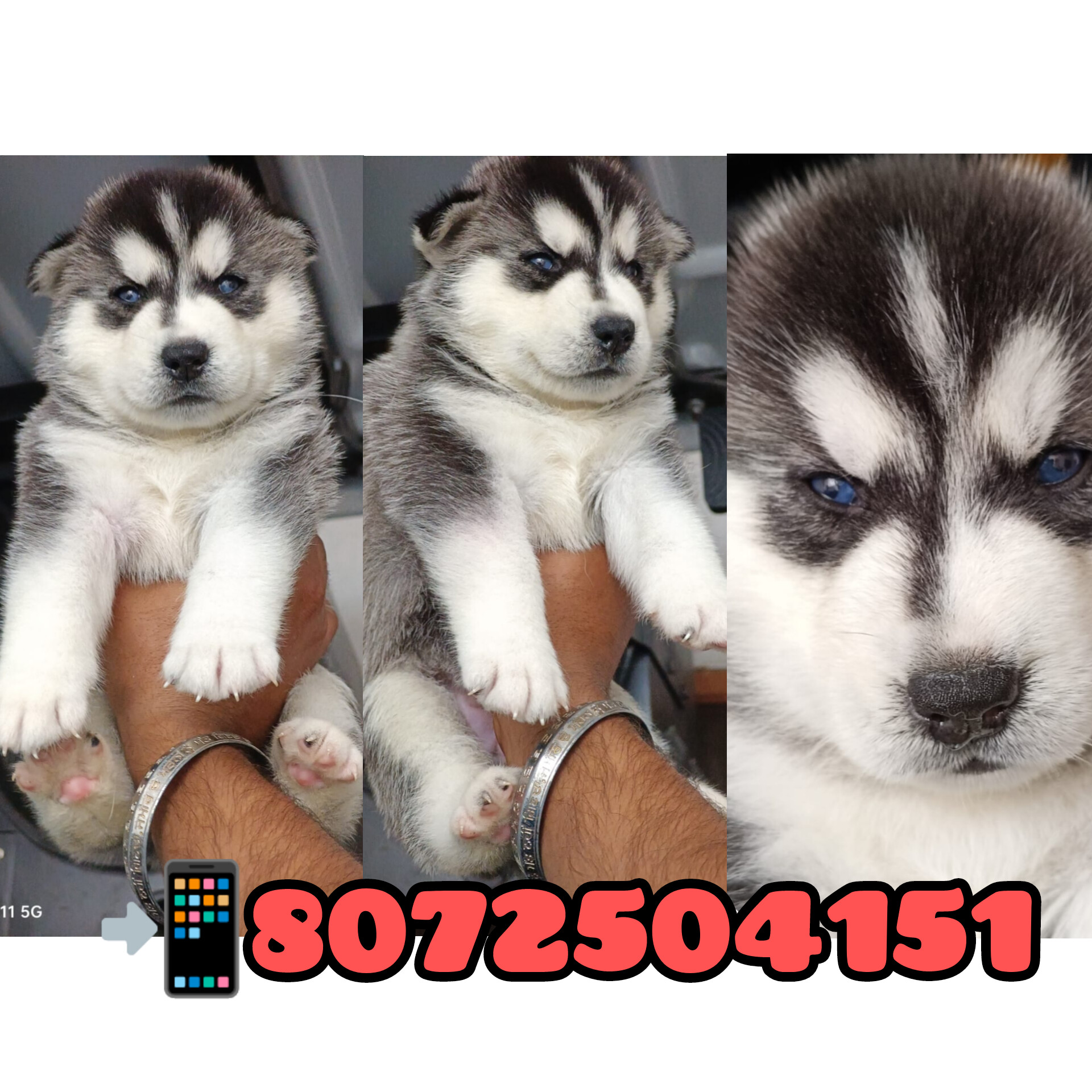 EXCELLENT QUALITY HUSKY WOOLY COAT PUPPIES AVAILABLE