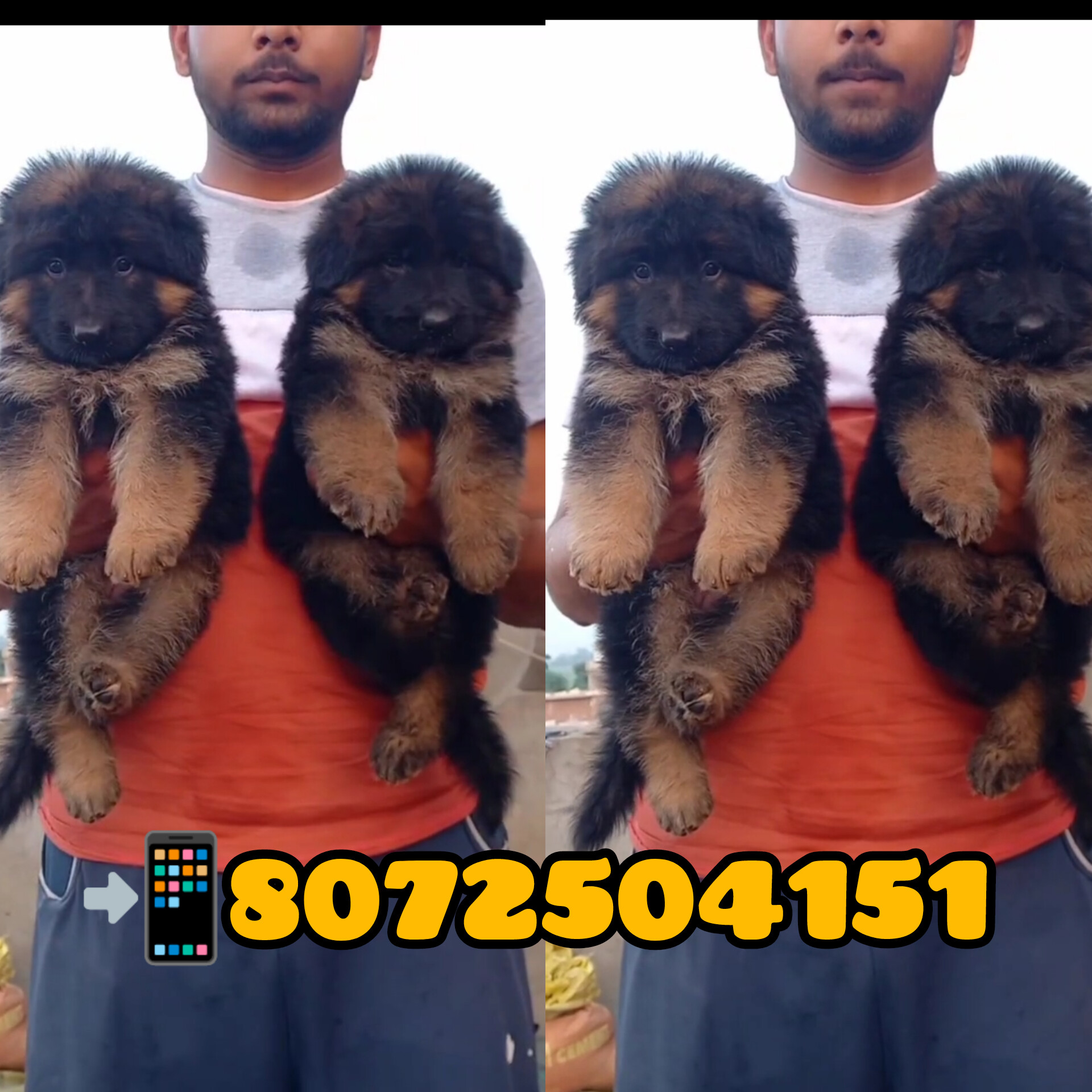 SHOW QUALITY GERMAN SHEPHERD PUPPIES AVAILABLE